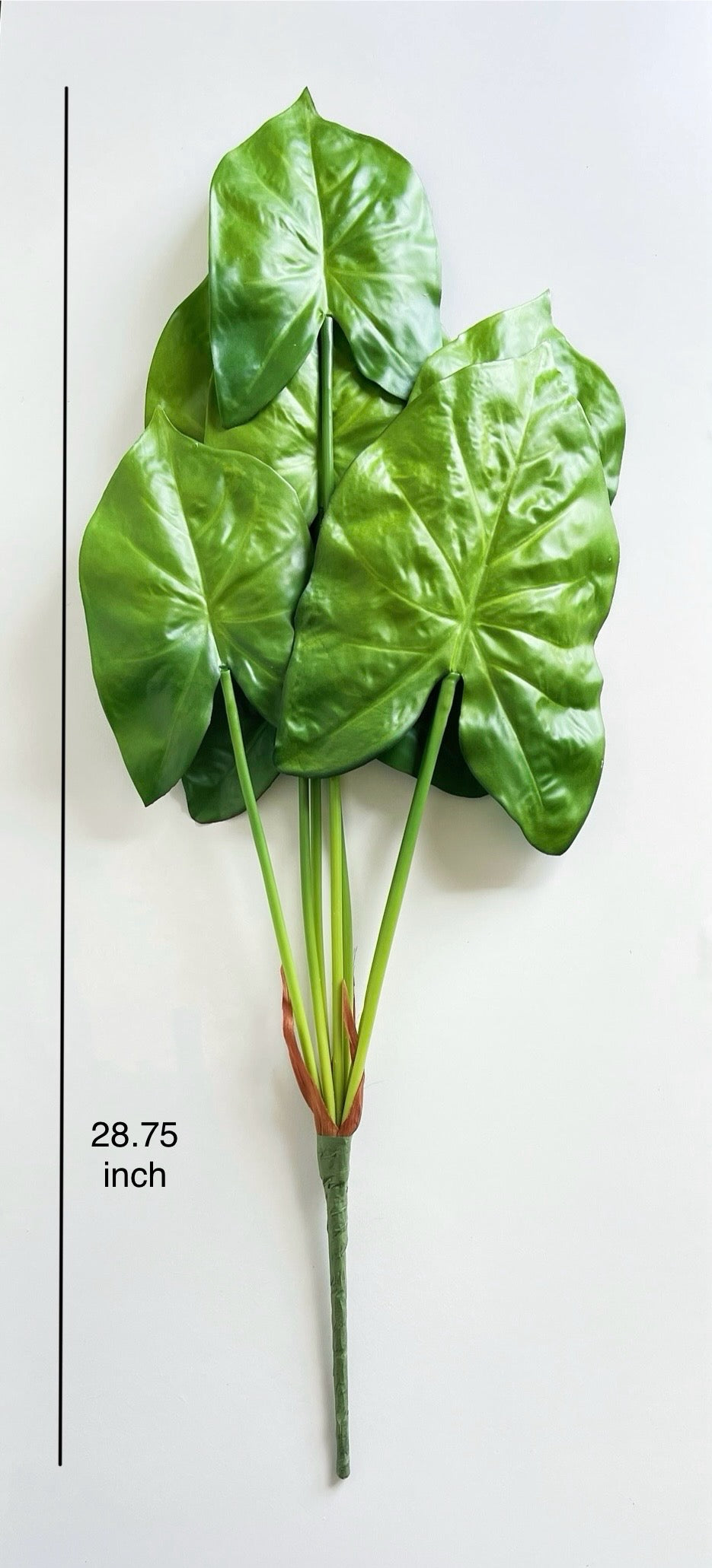 Caladium Leaf (Angel Wings)