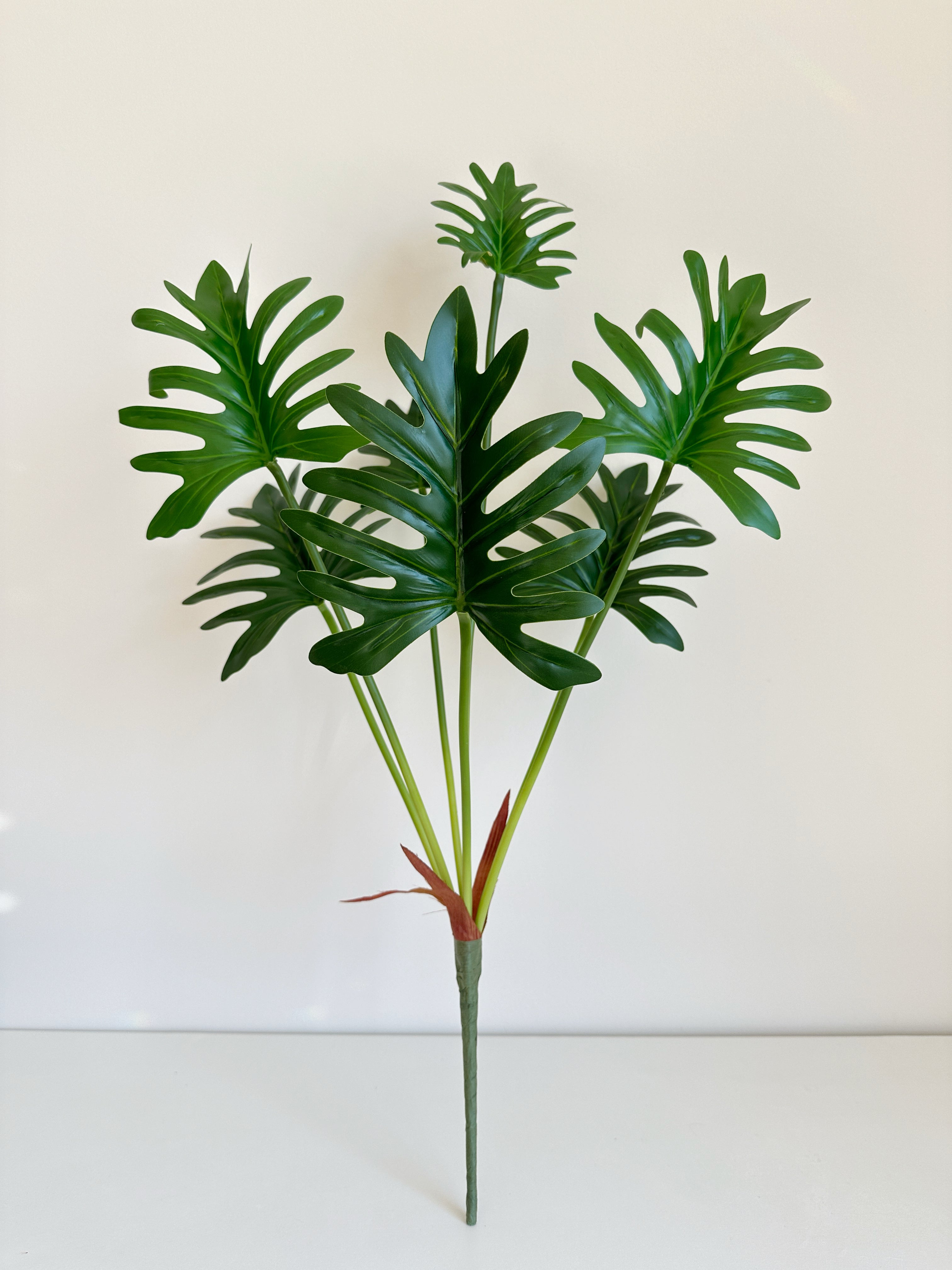 split leaf philodendron plant Split Leaf Philodendron – The Floral Wave