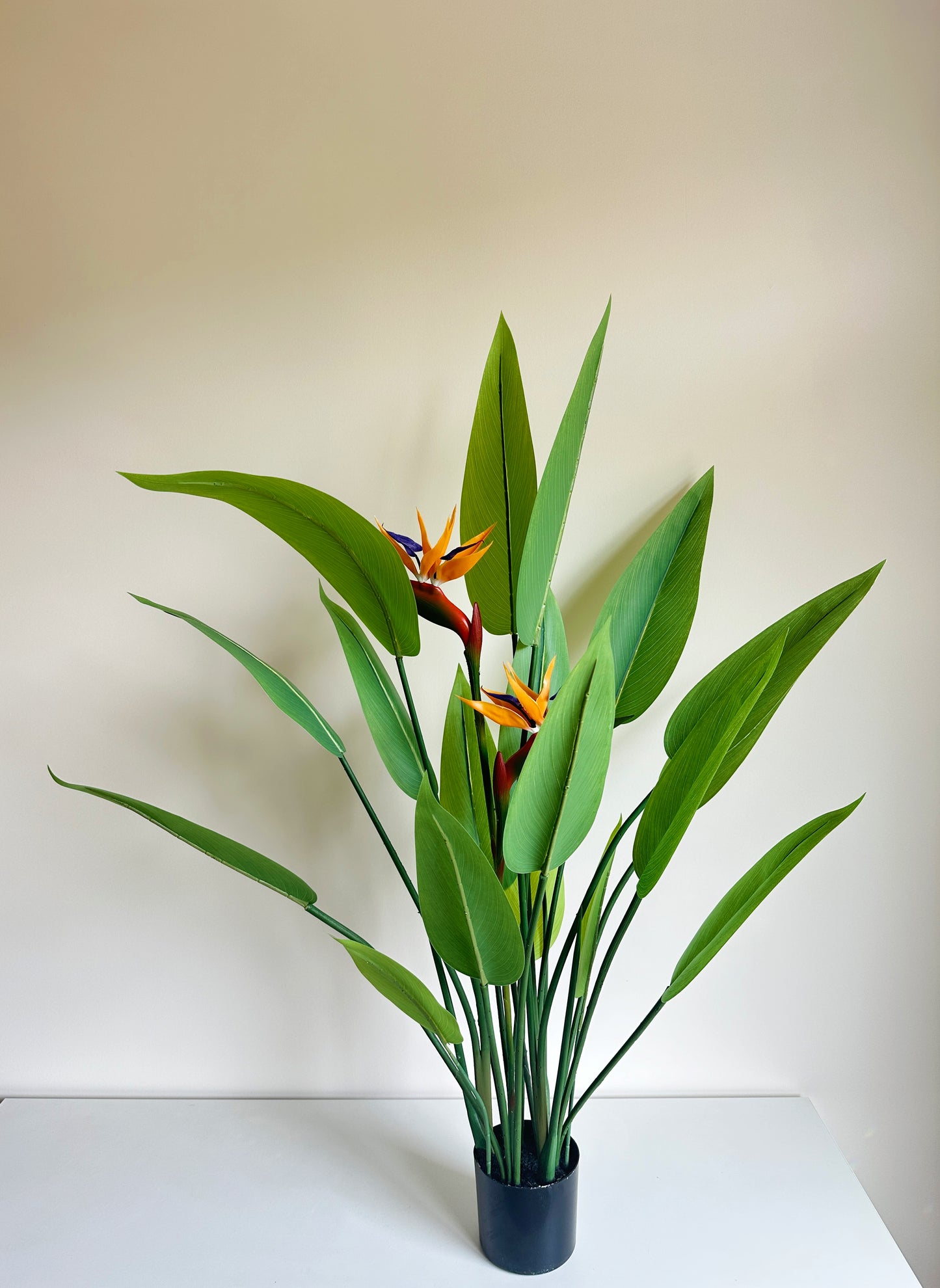 Bird of Paradise