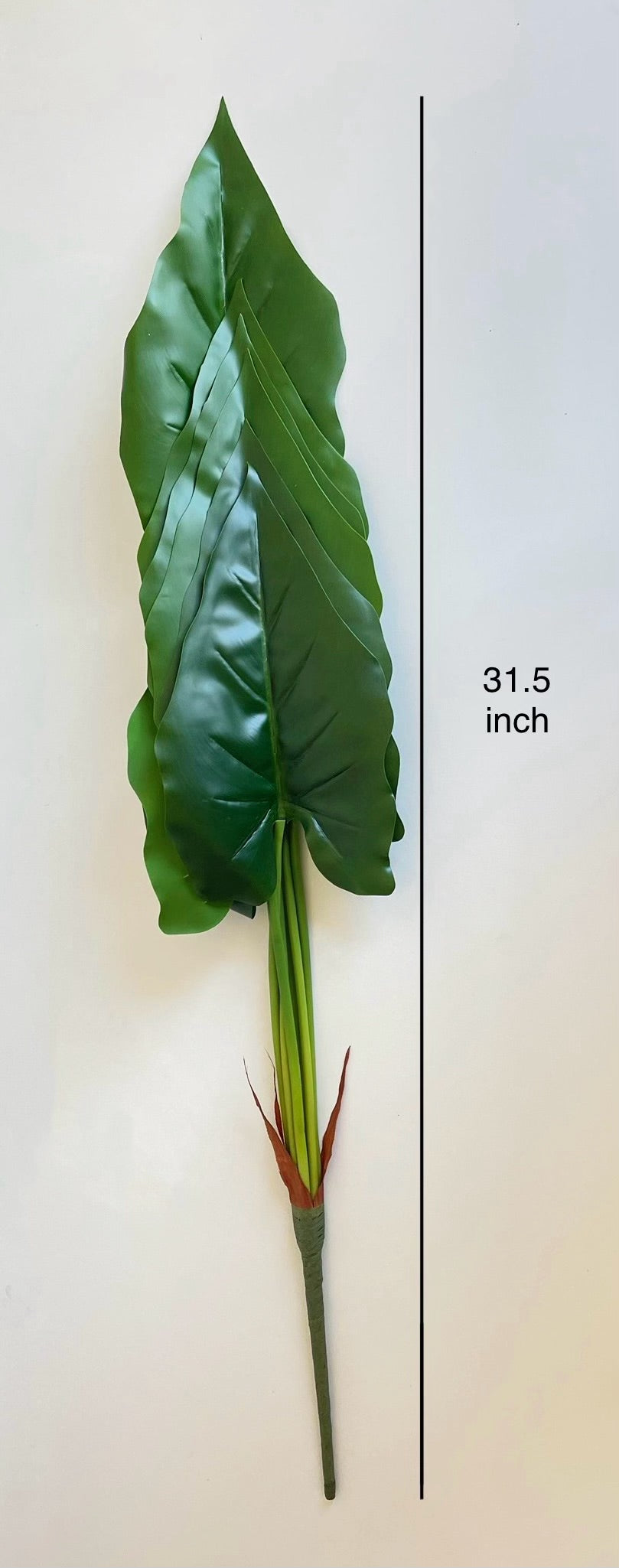 Alocasia Macrorrhiza Leaf