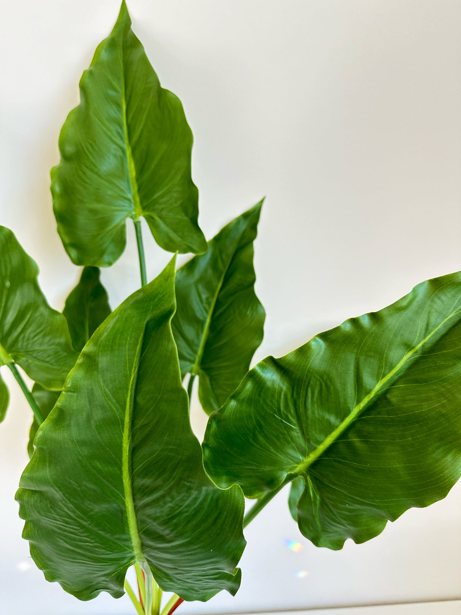 Faux Taro Plant