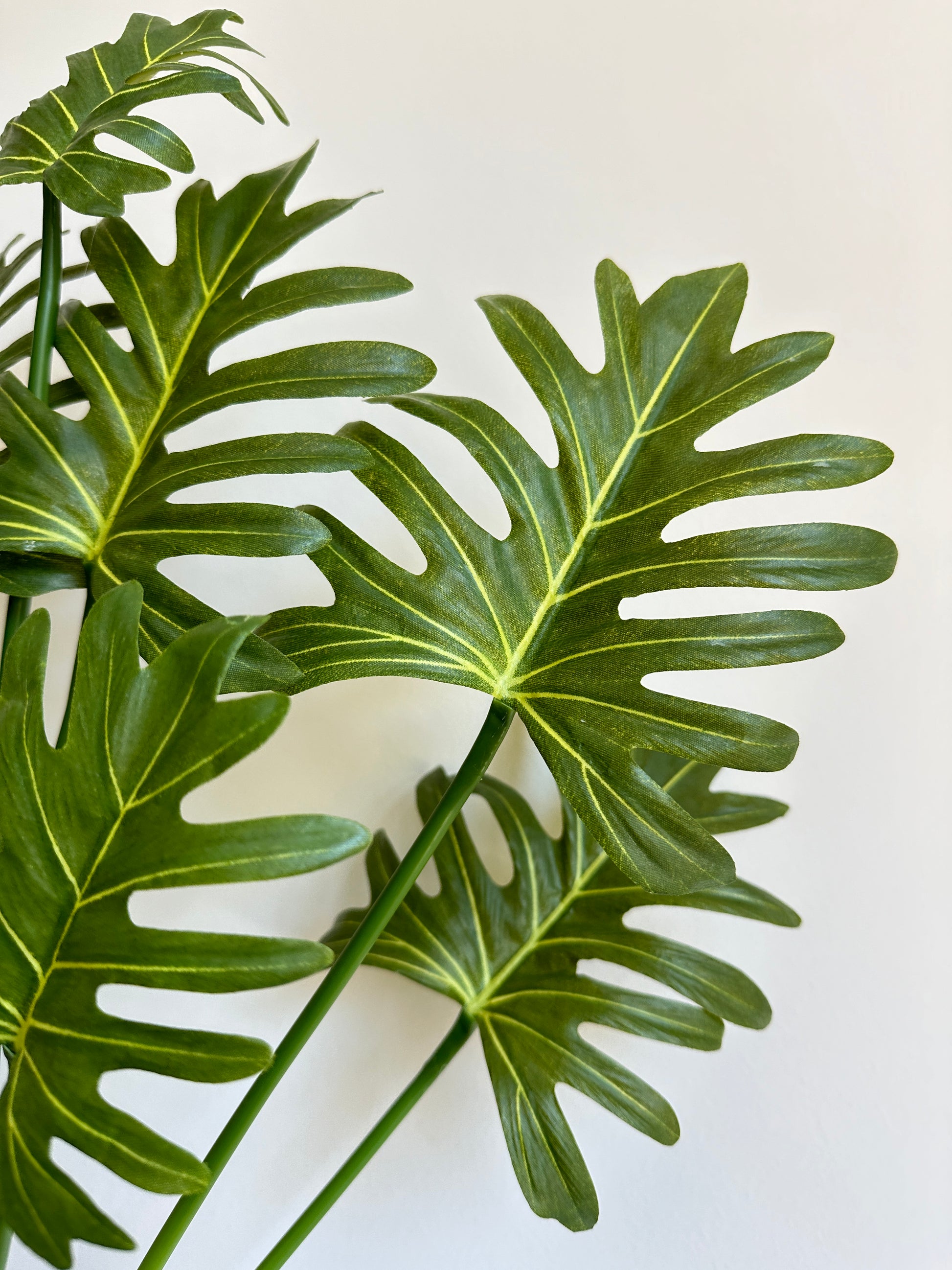 splitleaf philodendron Split Leaf Philodendron – The Floral Wave