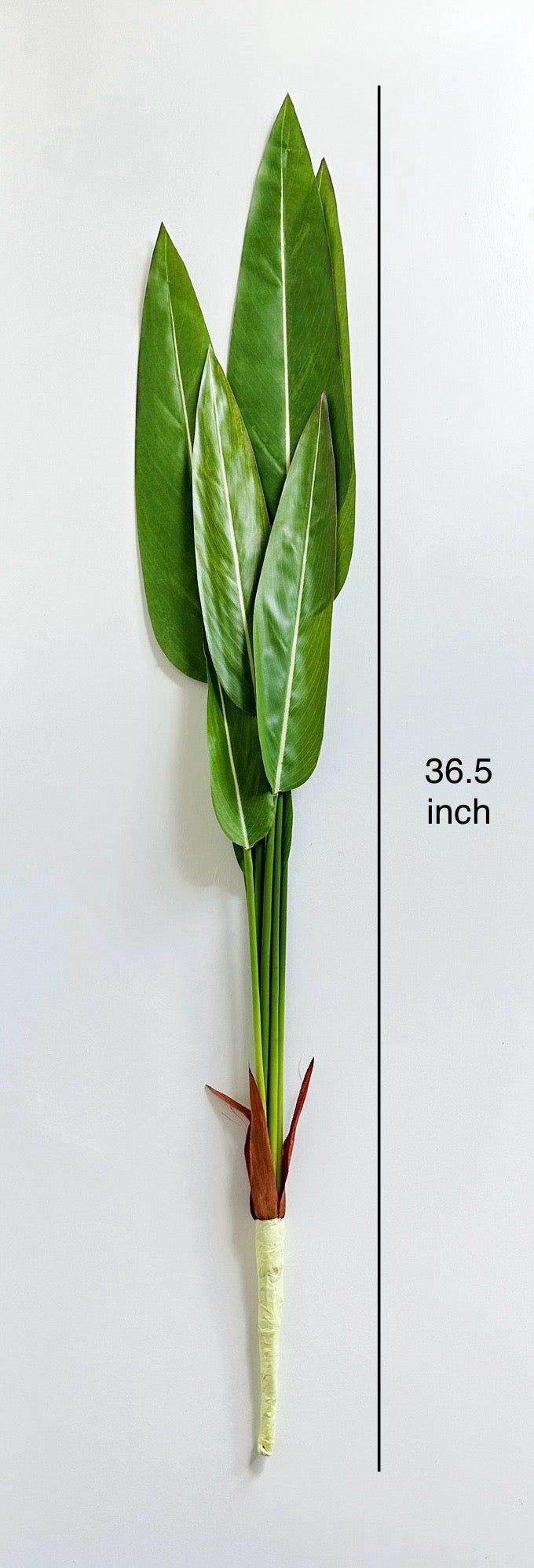Thalia Dealbata Leaf