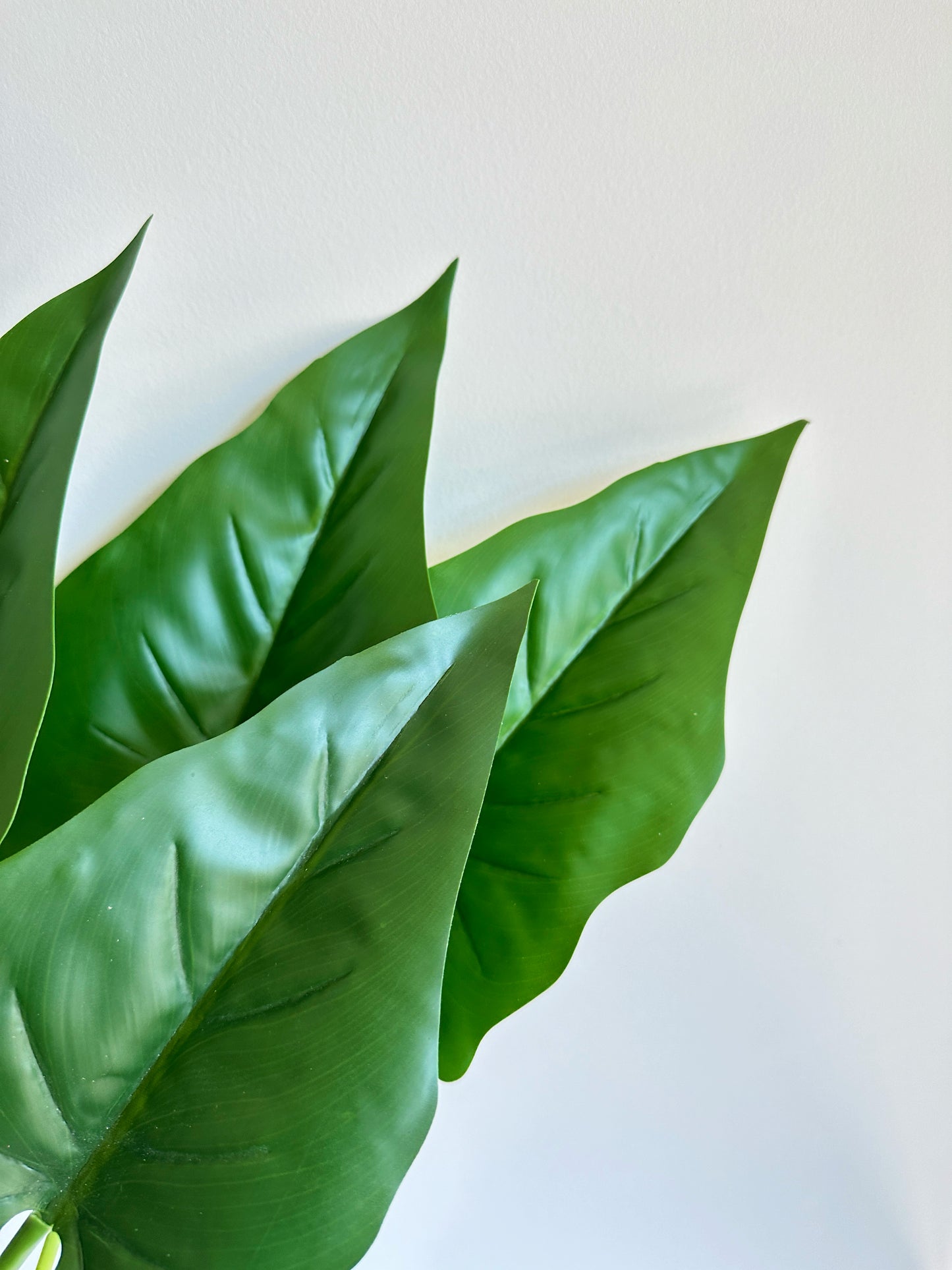 Alocasia Macrorrhiza Leaf (Big Taro Plant)