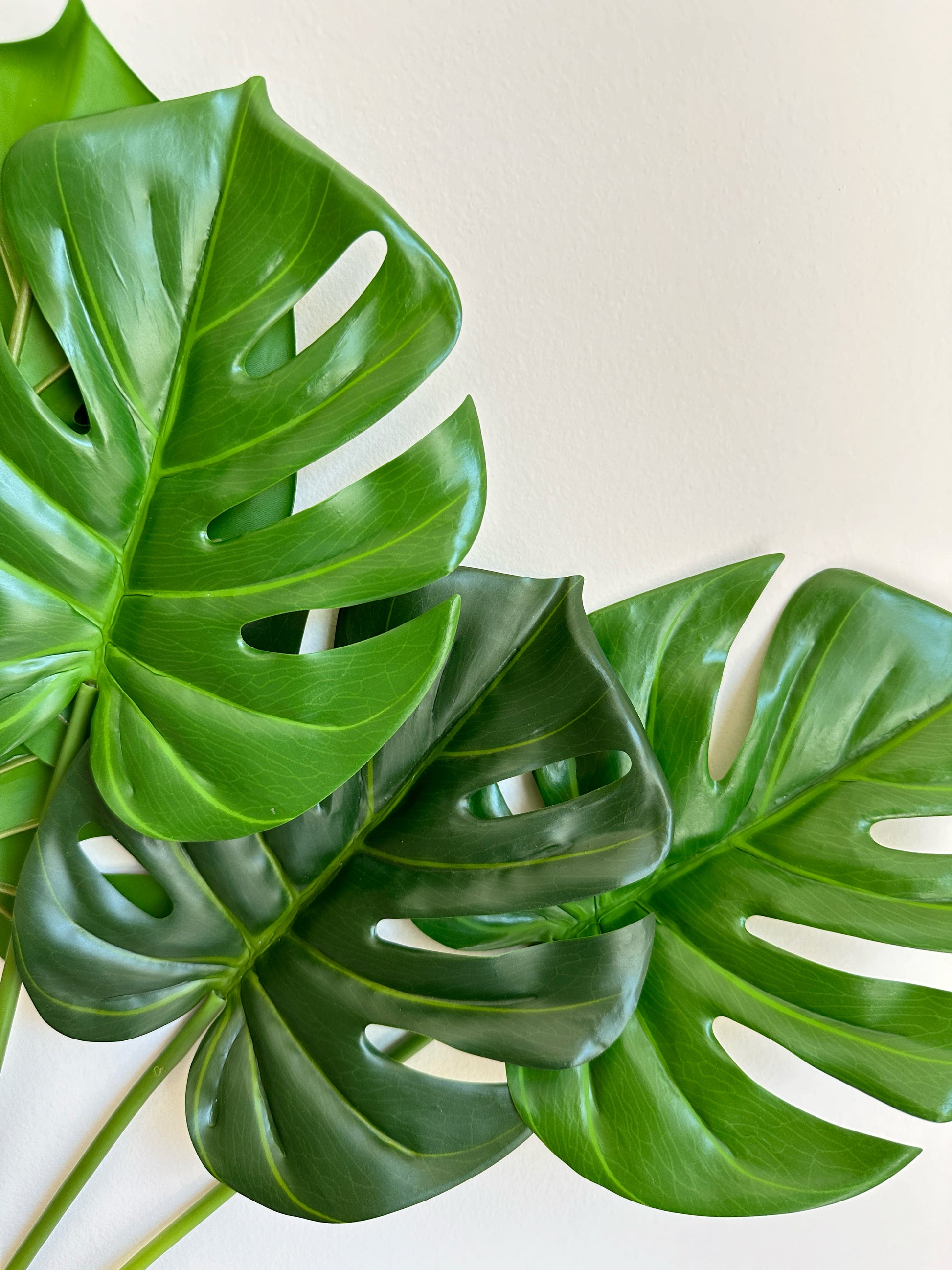buy monstera leaves Monstera Deliciosa Leaf – The Floral Wave