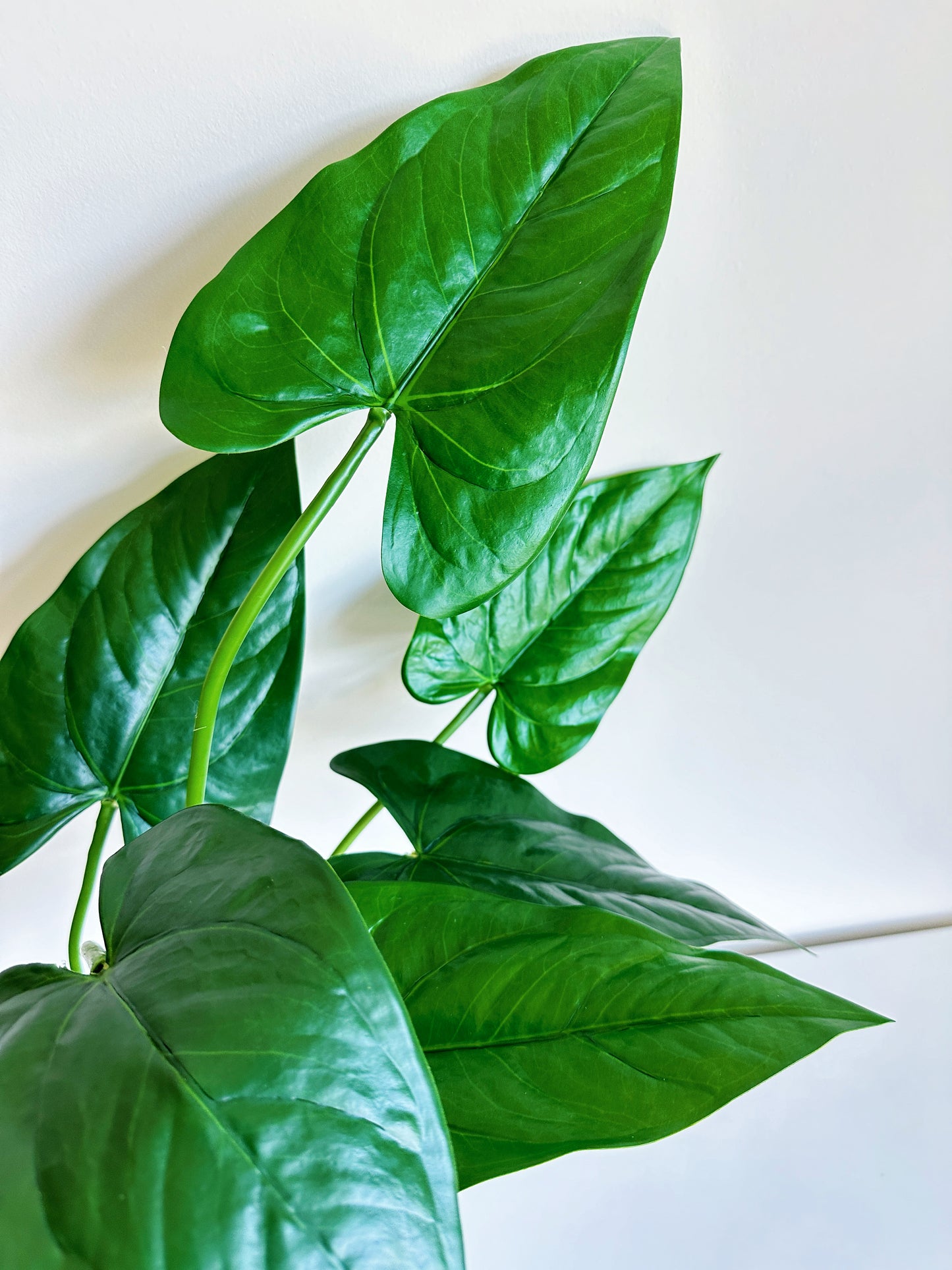 Anthurium Leaf