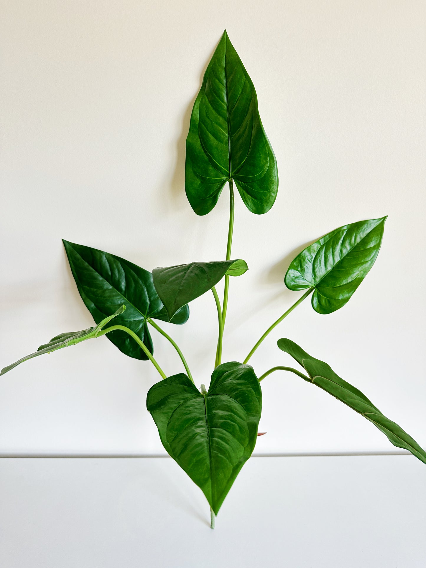 Anthurium Leaf