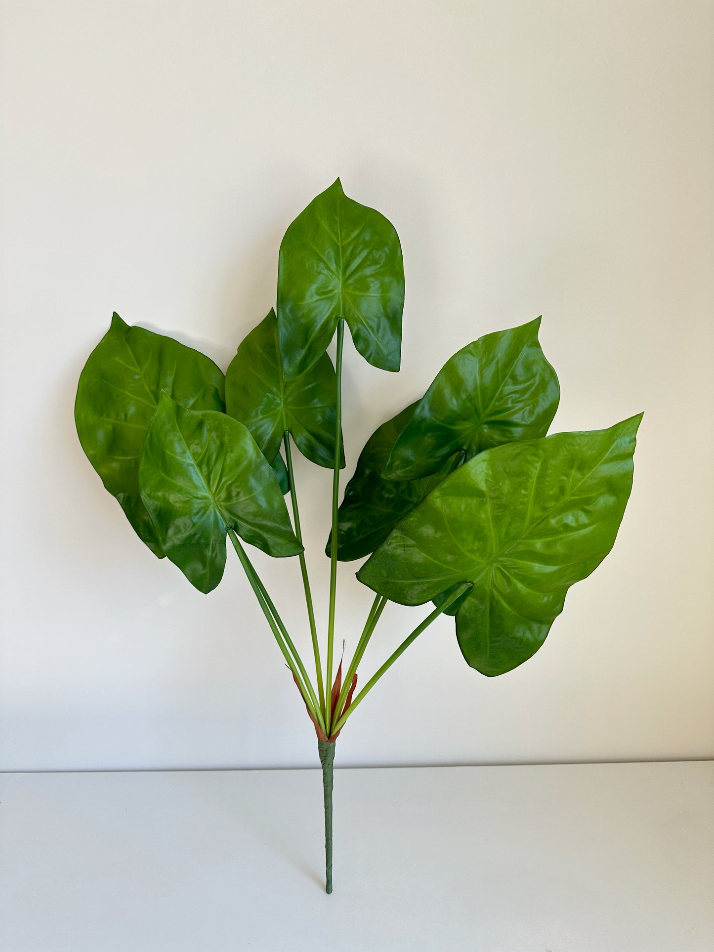 Caladium Leaf  (Angel Wings)