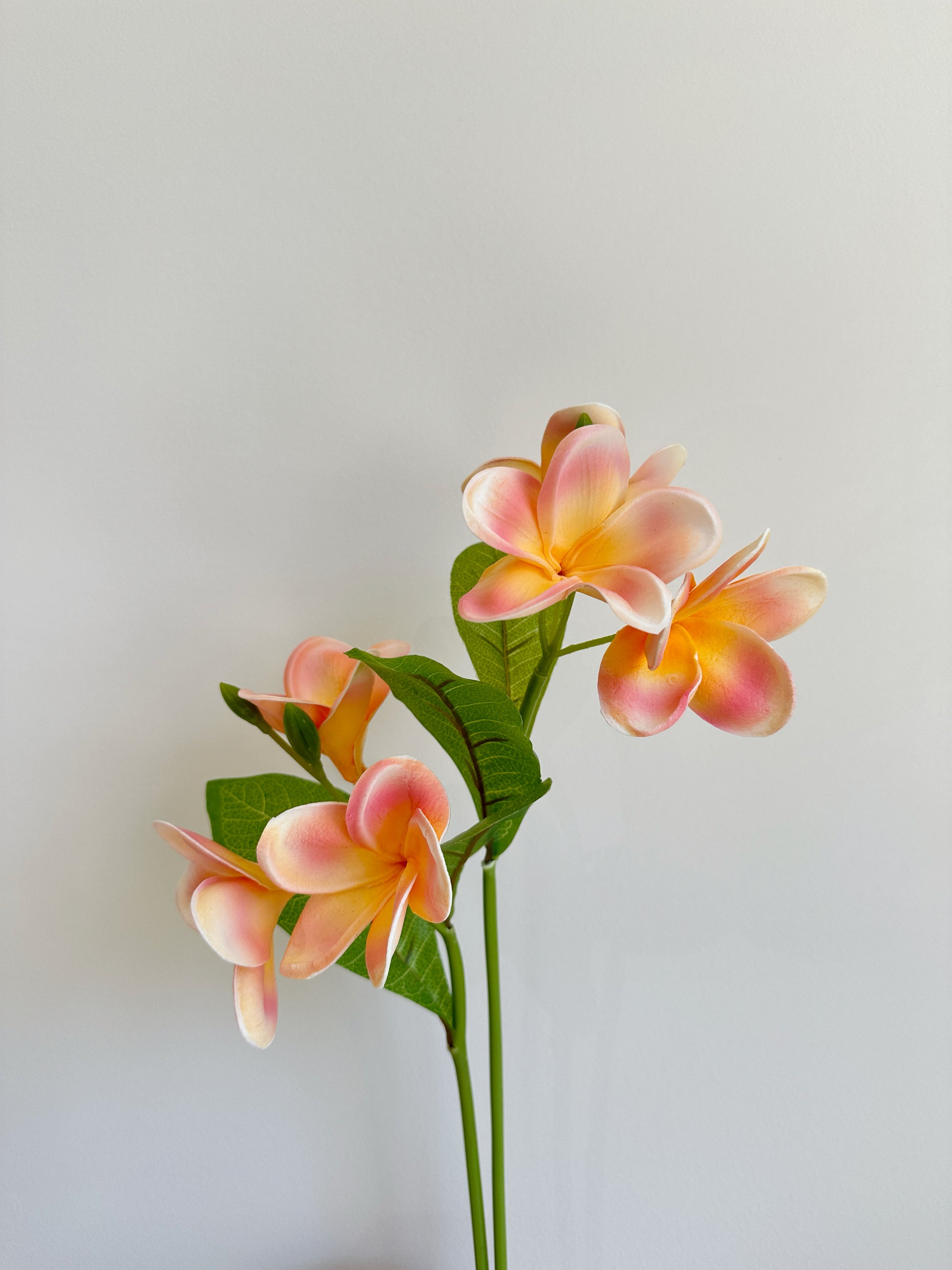 Frangipani (Plumeria)