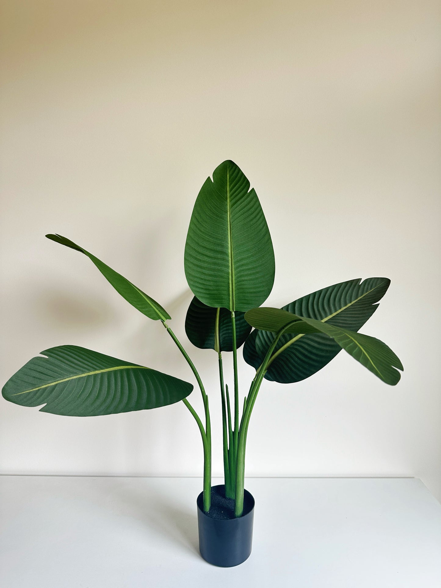 Banana Leaf Plant