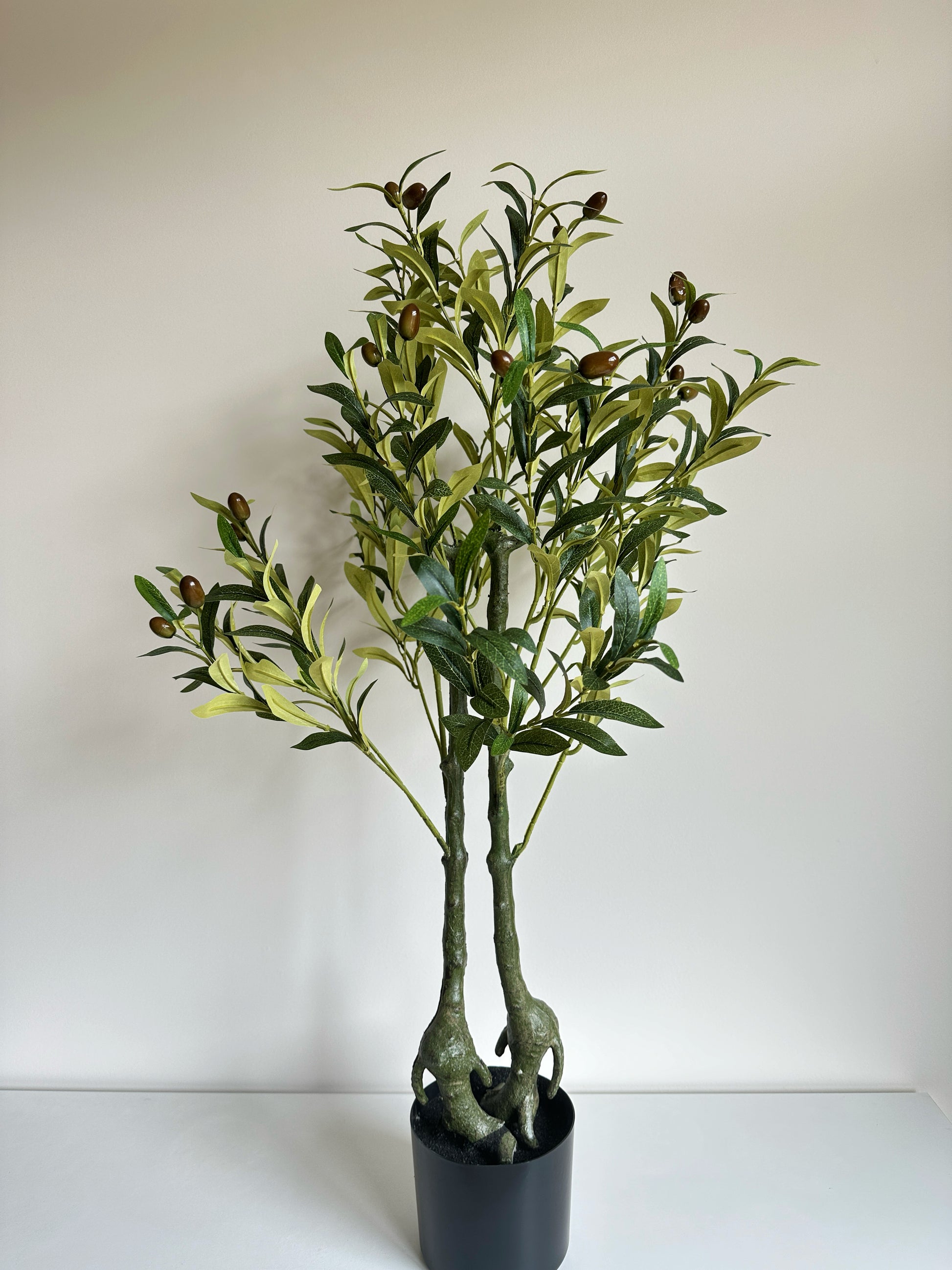 Potted Olive Tree Plant