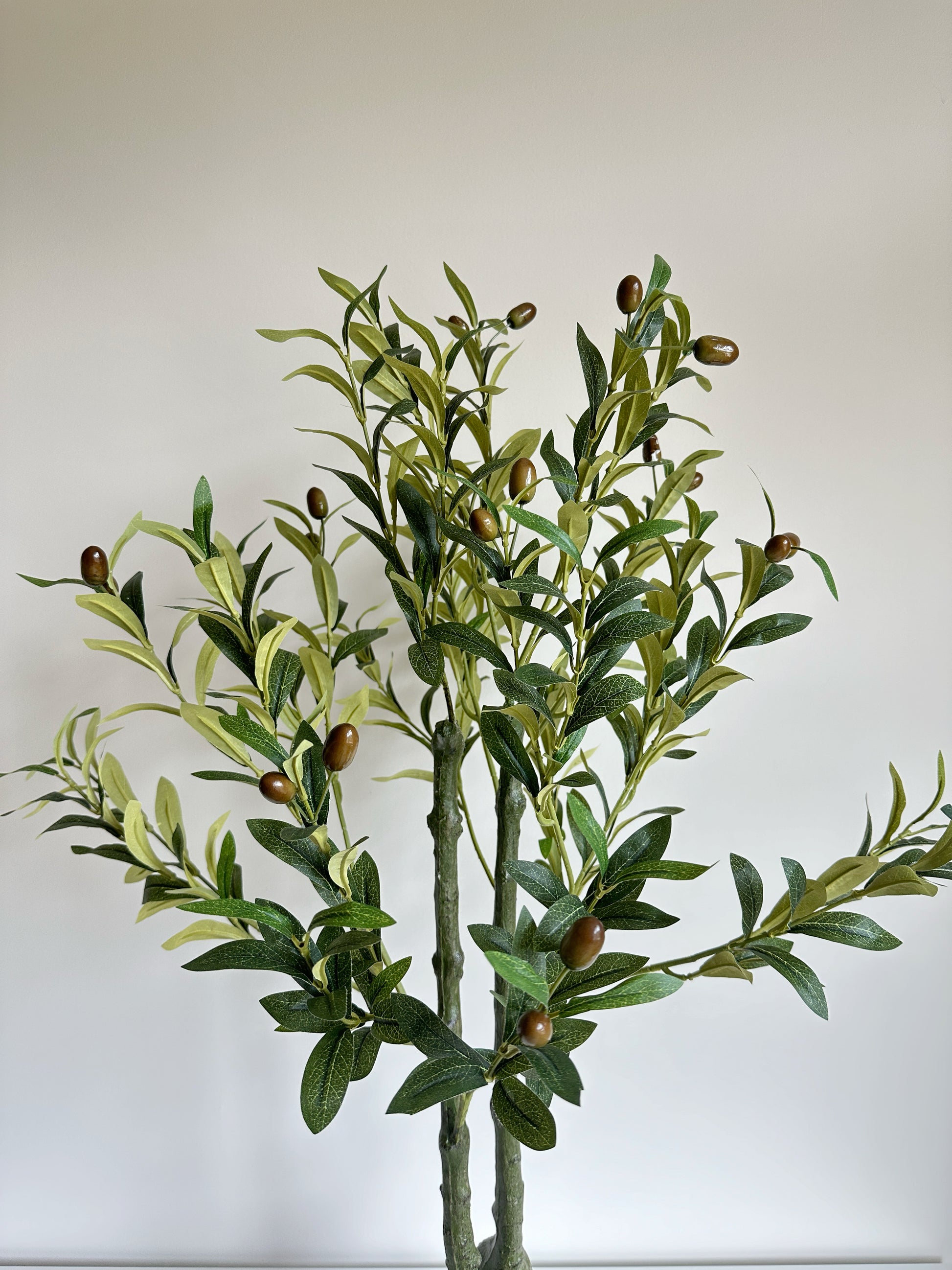 Potted Olive Tree Plant