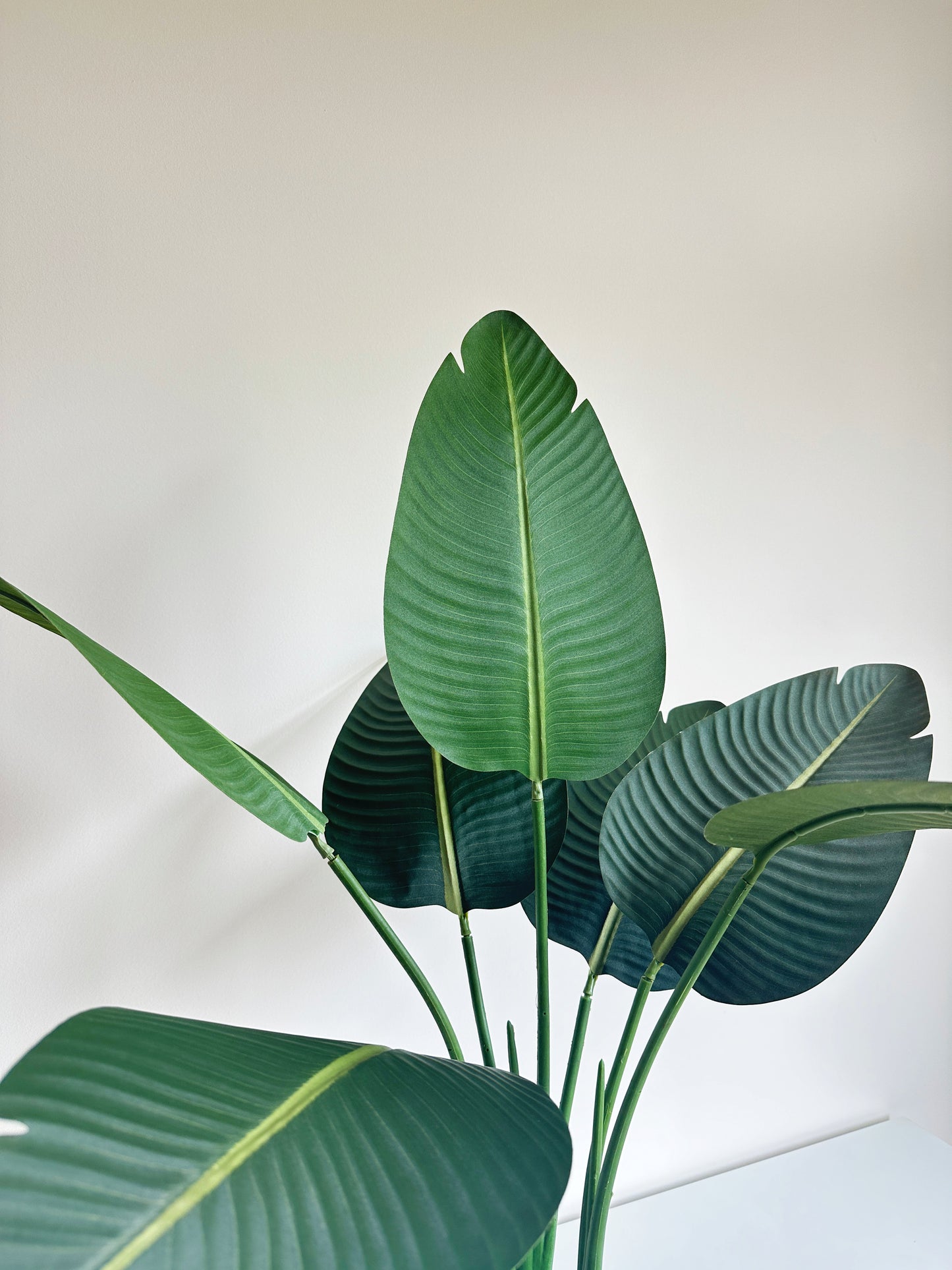 Banana Leaf Plant