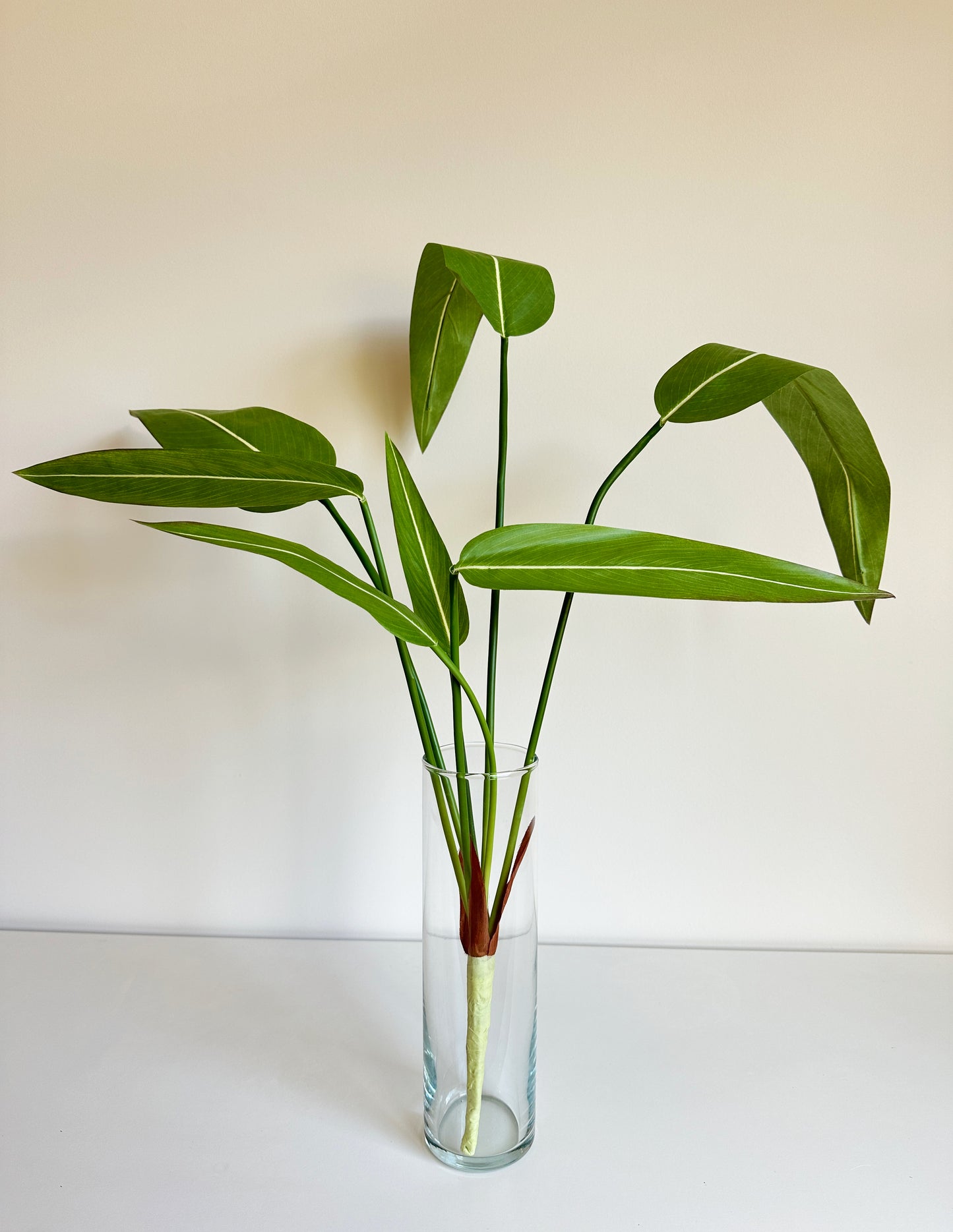 Thalia Dealbata Leaf