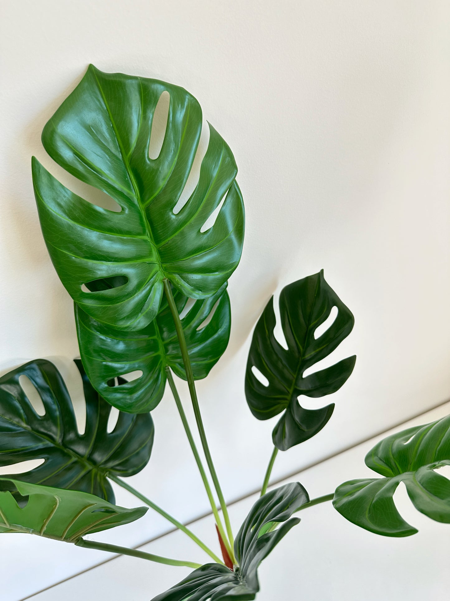 Monstera plant (Swiss Cheese Plant)