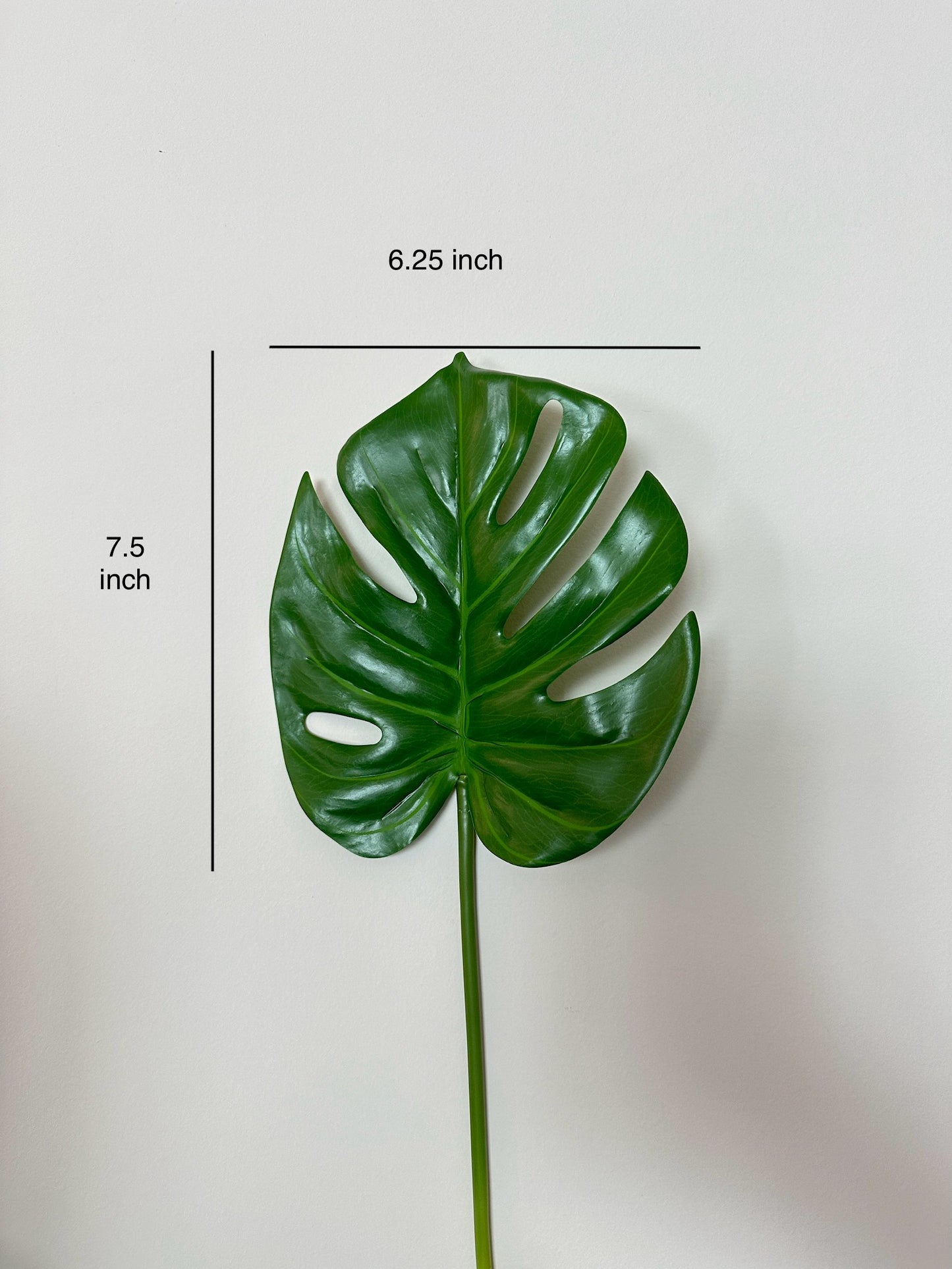 Monstera Deliciosa Leaf