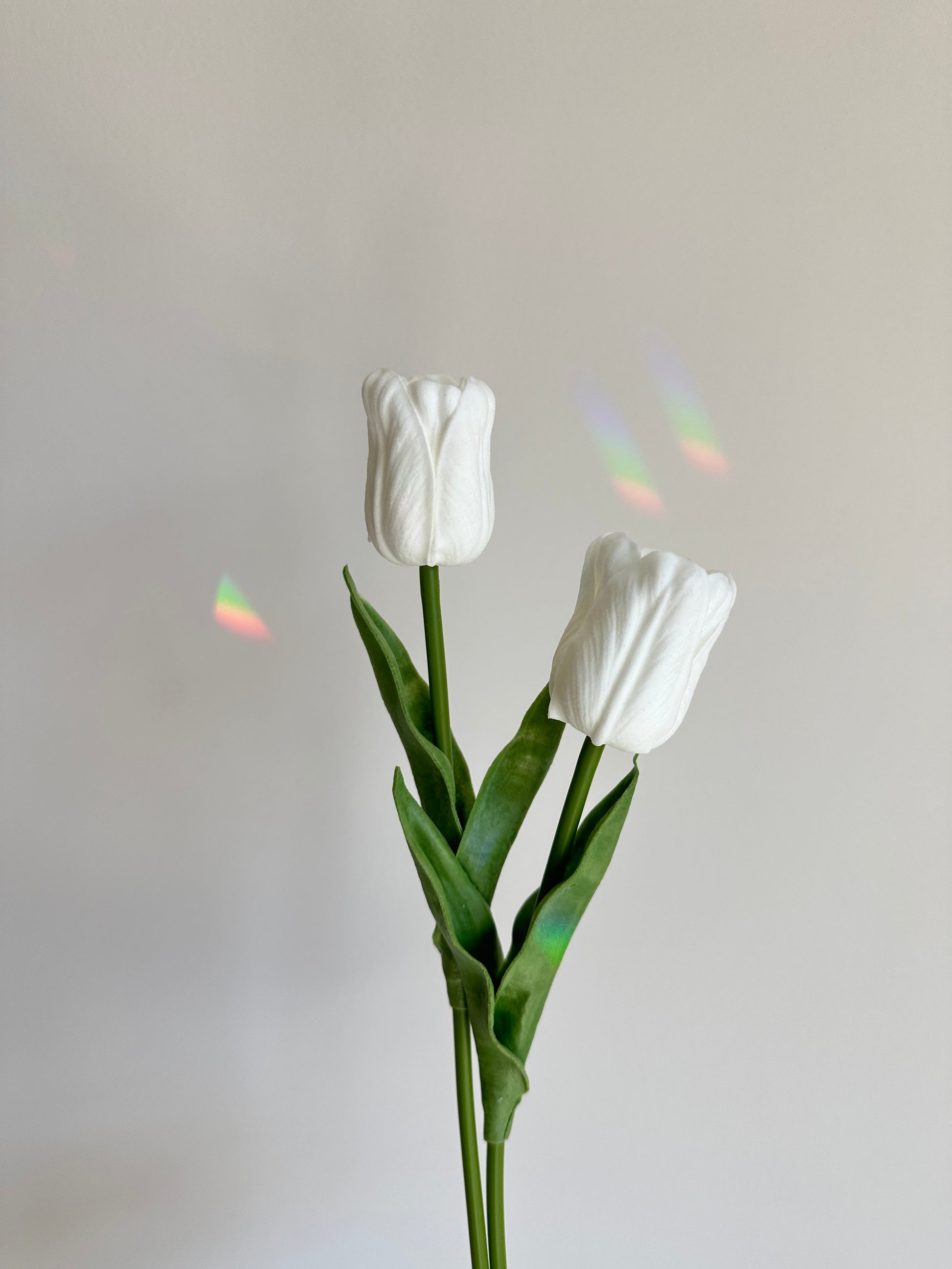 Wavy Petal Tulip, ruffled, curving petals