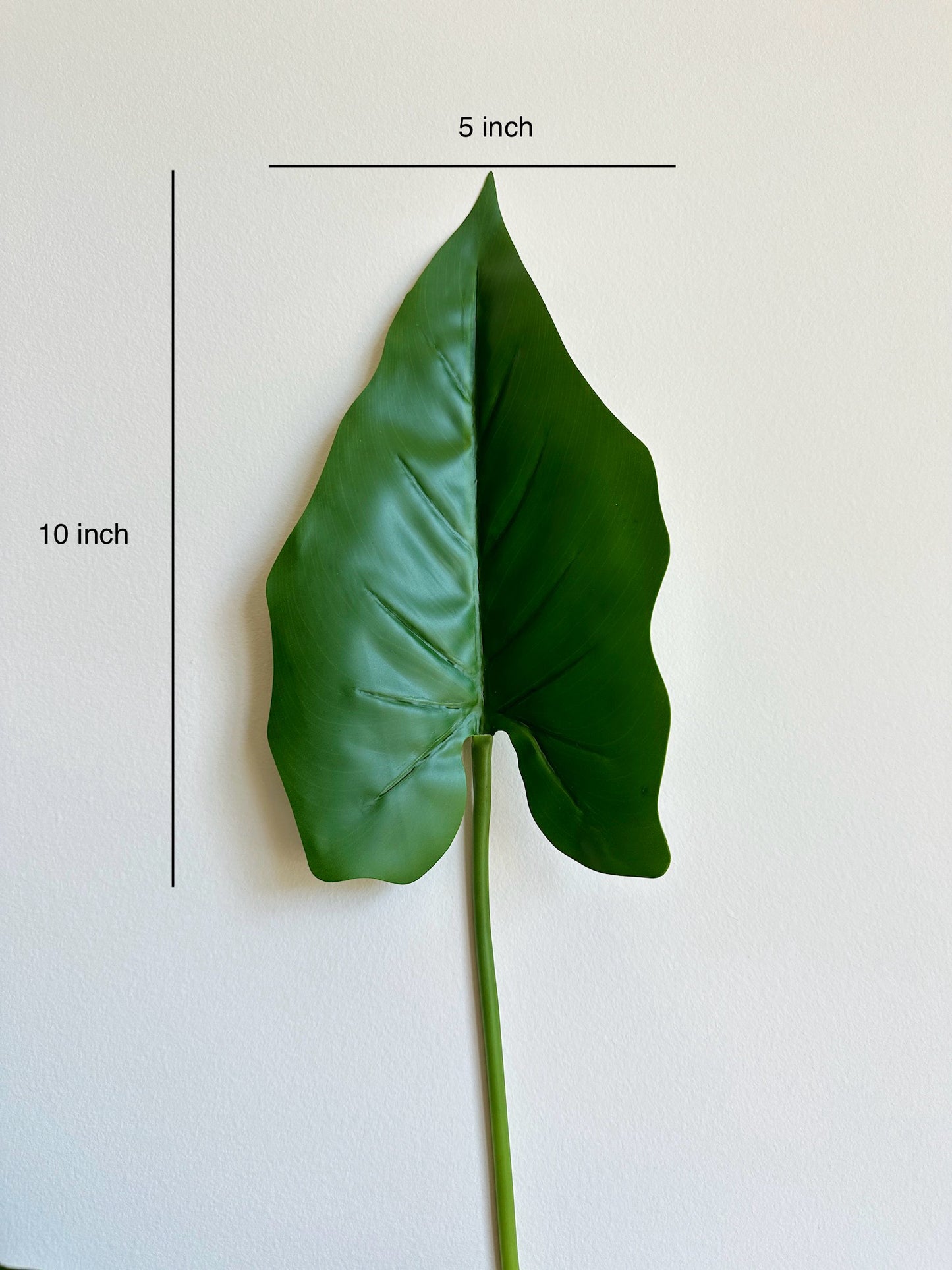 Alocasia Macrorrhiza Leaf (Big Taro Plant)