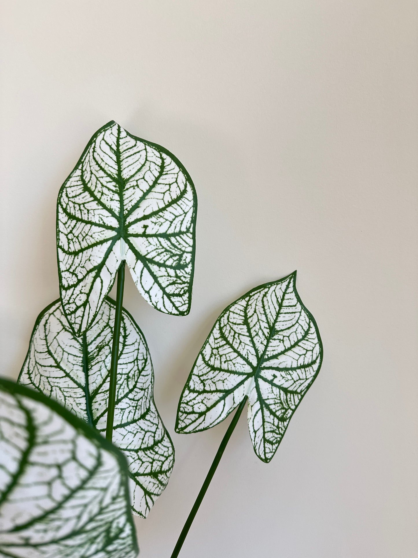 Caladium Leaf  (Angel Wings)