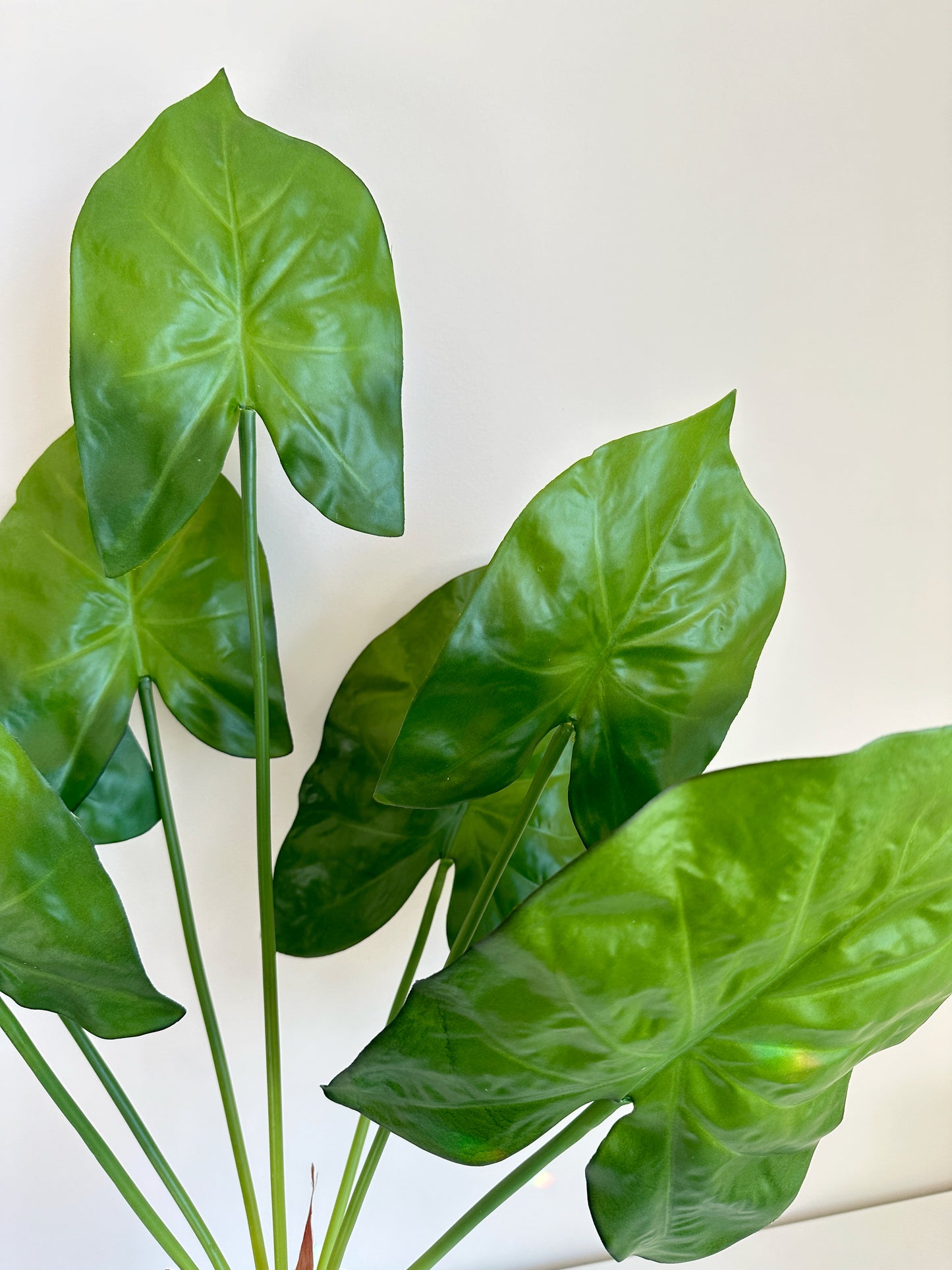 Caladium Leaf  (Angel Wings)