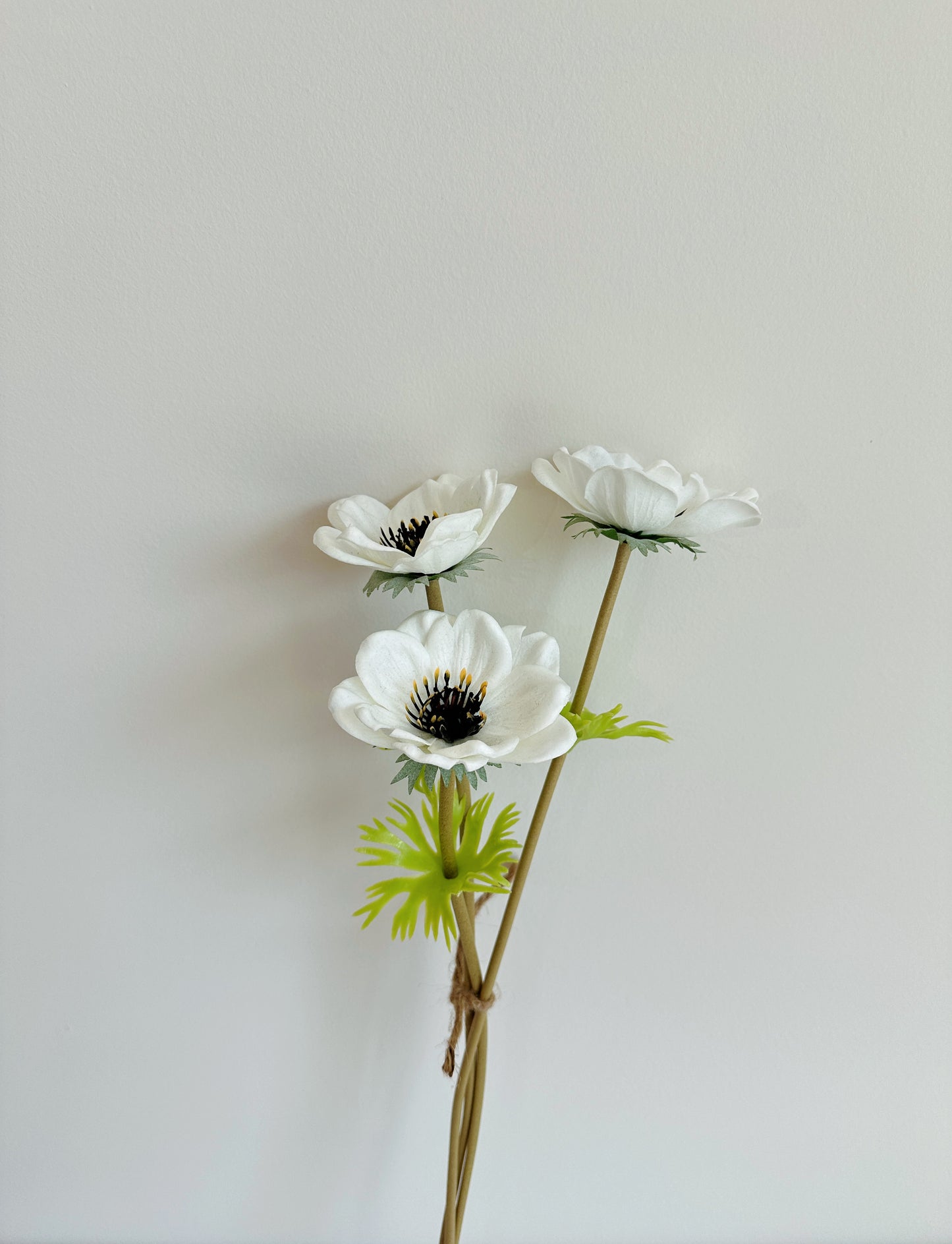 Anemone coronaria