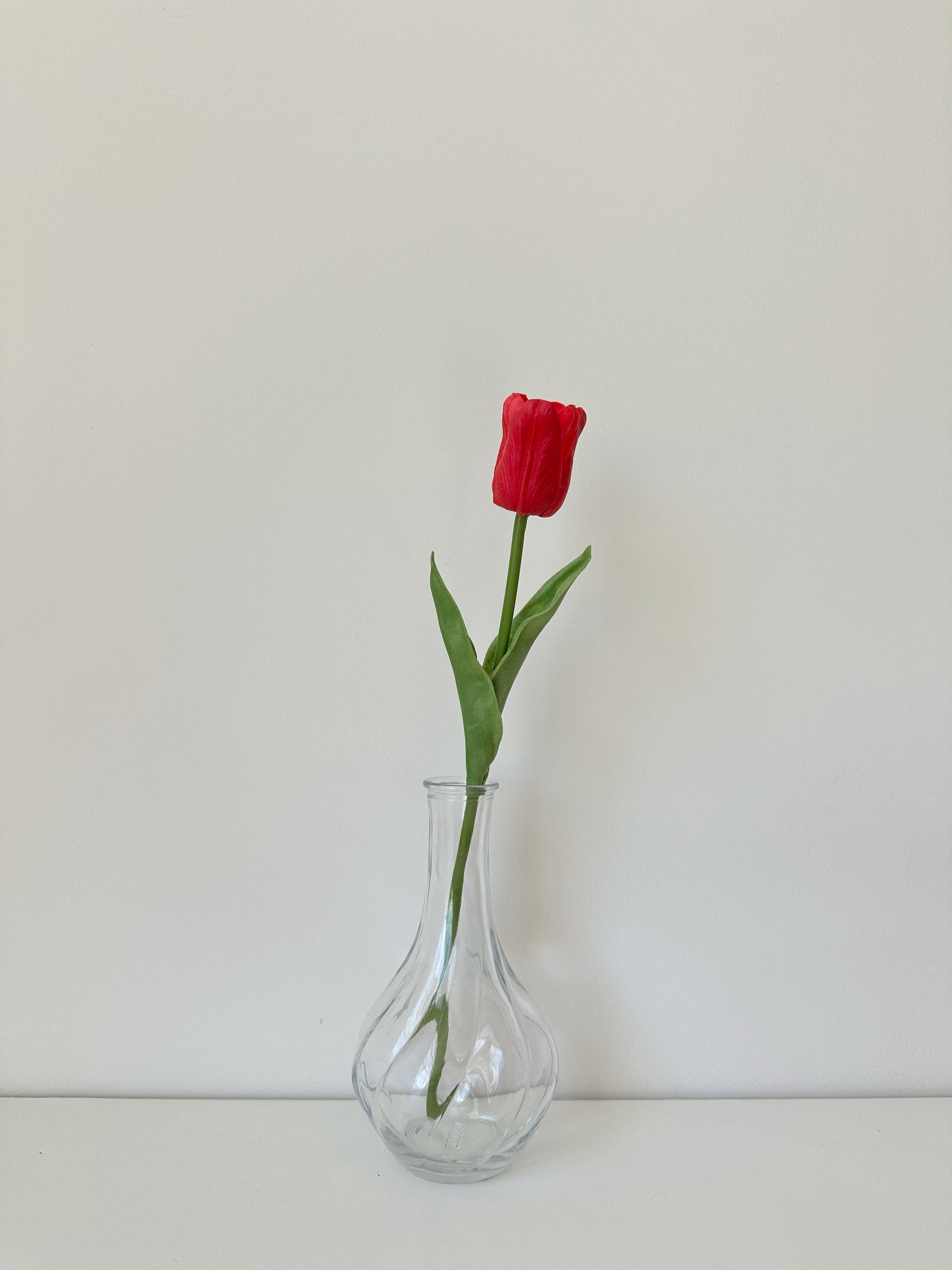 Wavy Petal Tulip, ruffled, curving petals