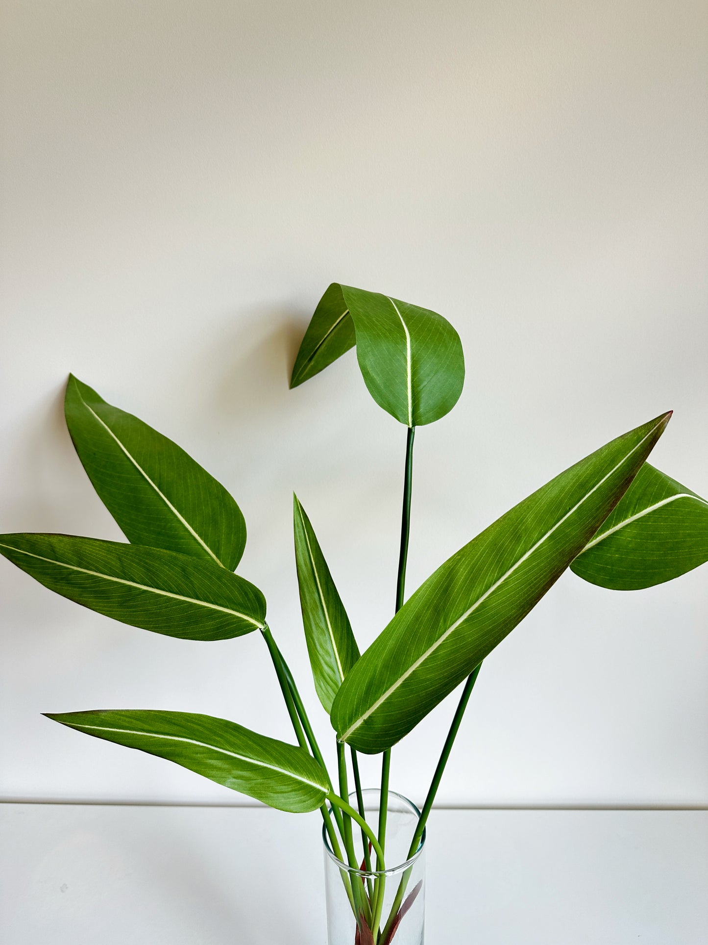Thalia Dealbata Leaf