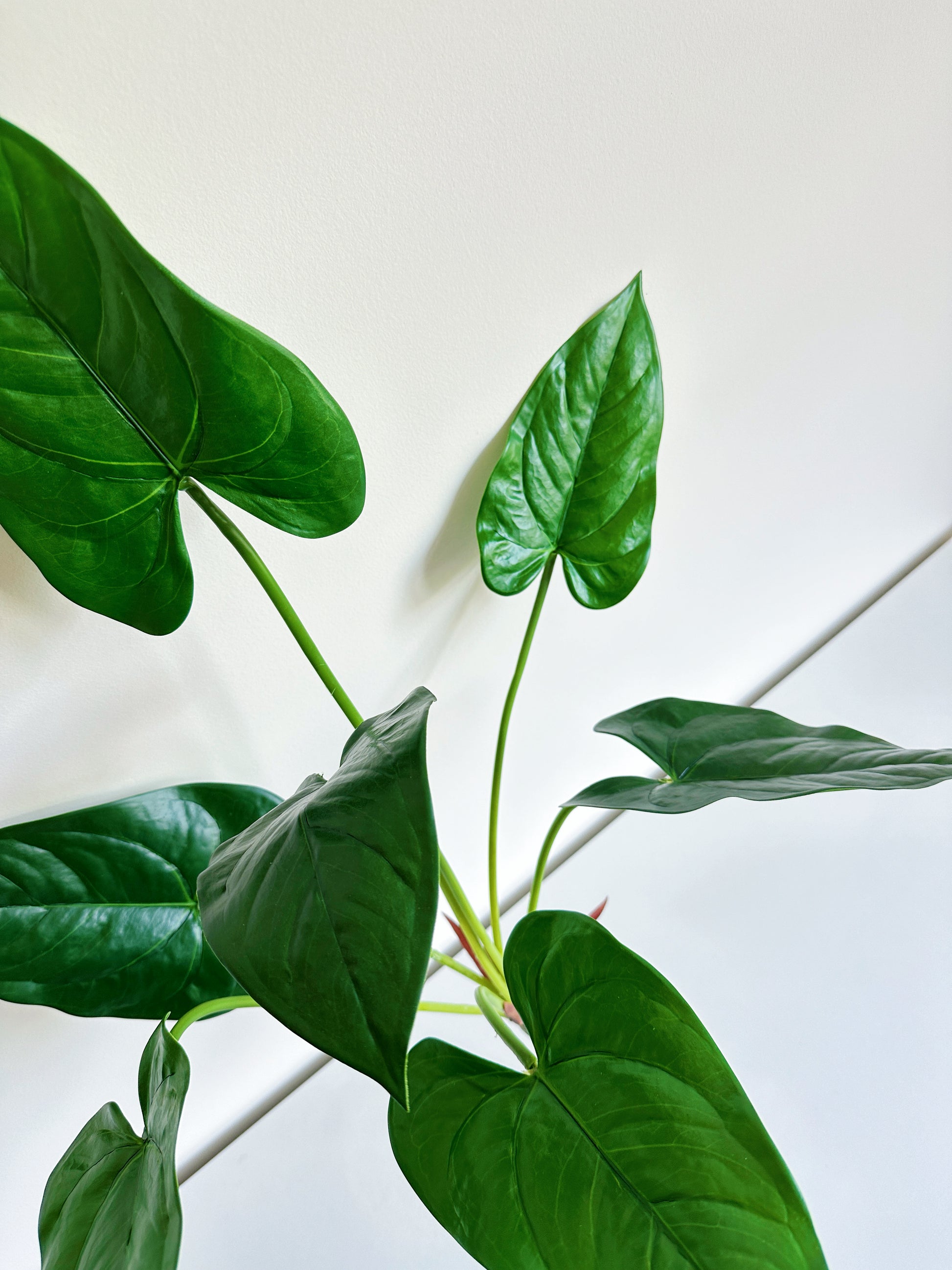 Anthurium Leaf