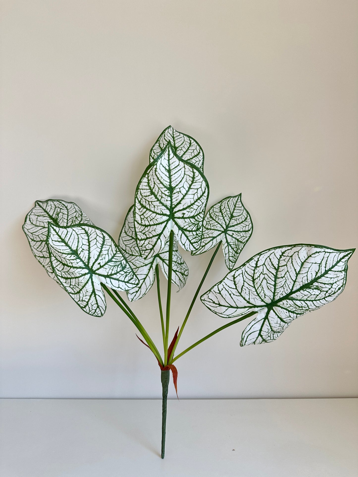 Caladium Leaf  (Angel Wings)