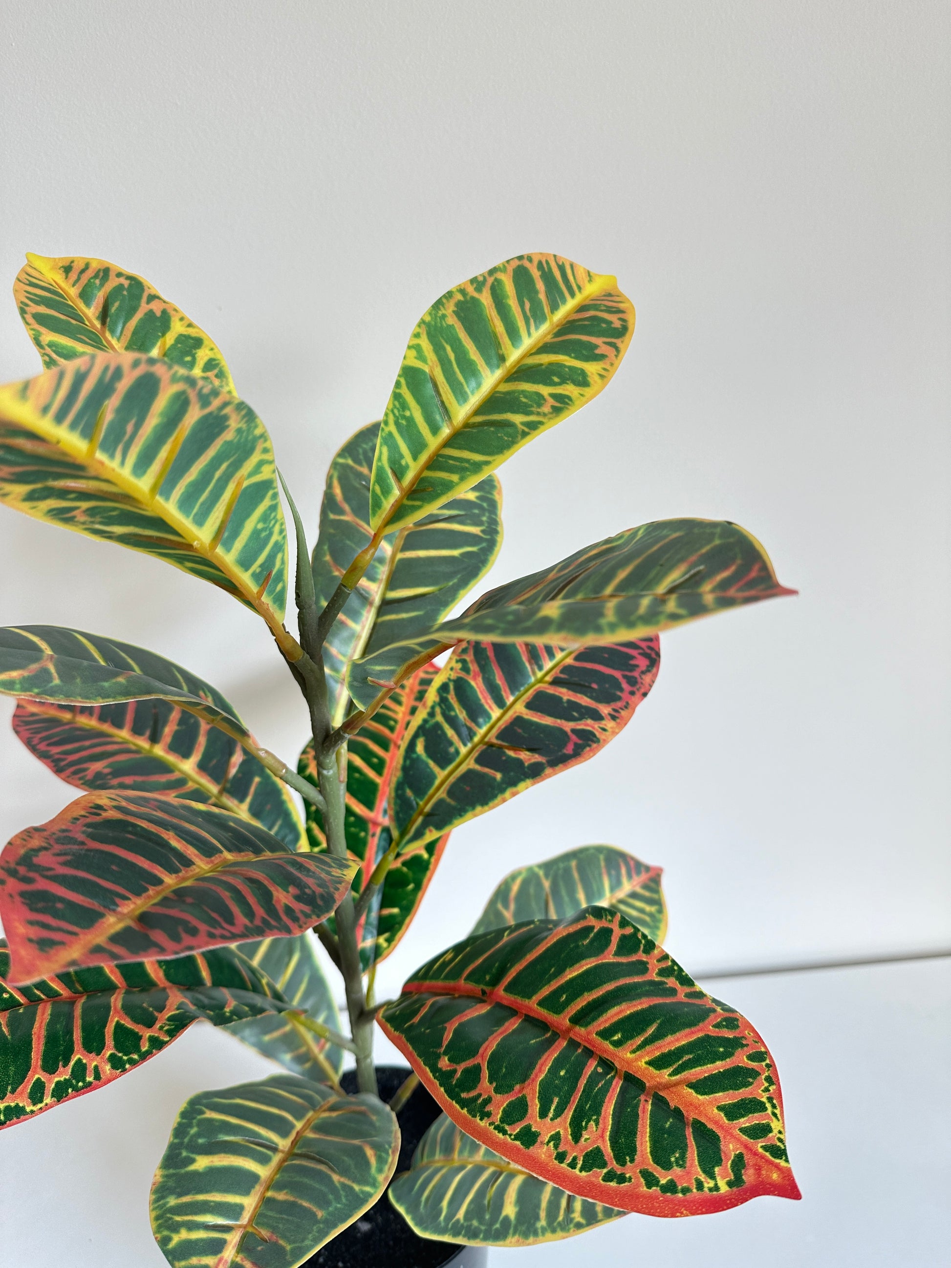 Croton Plant