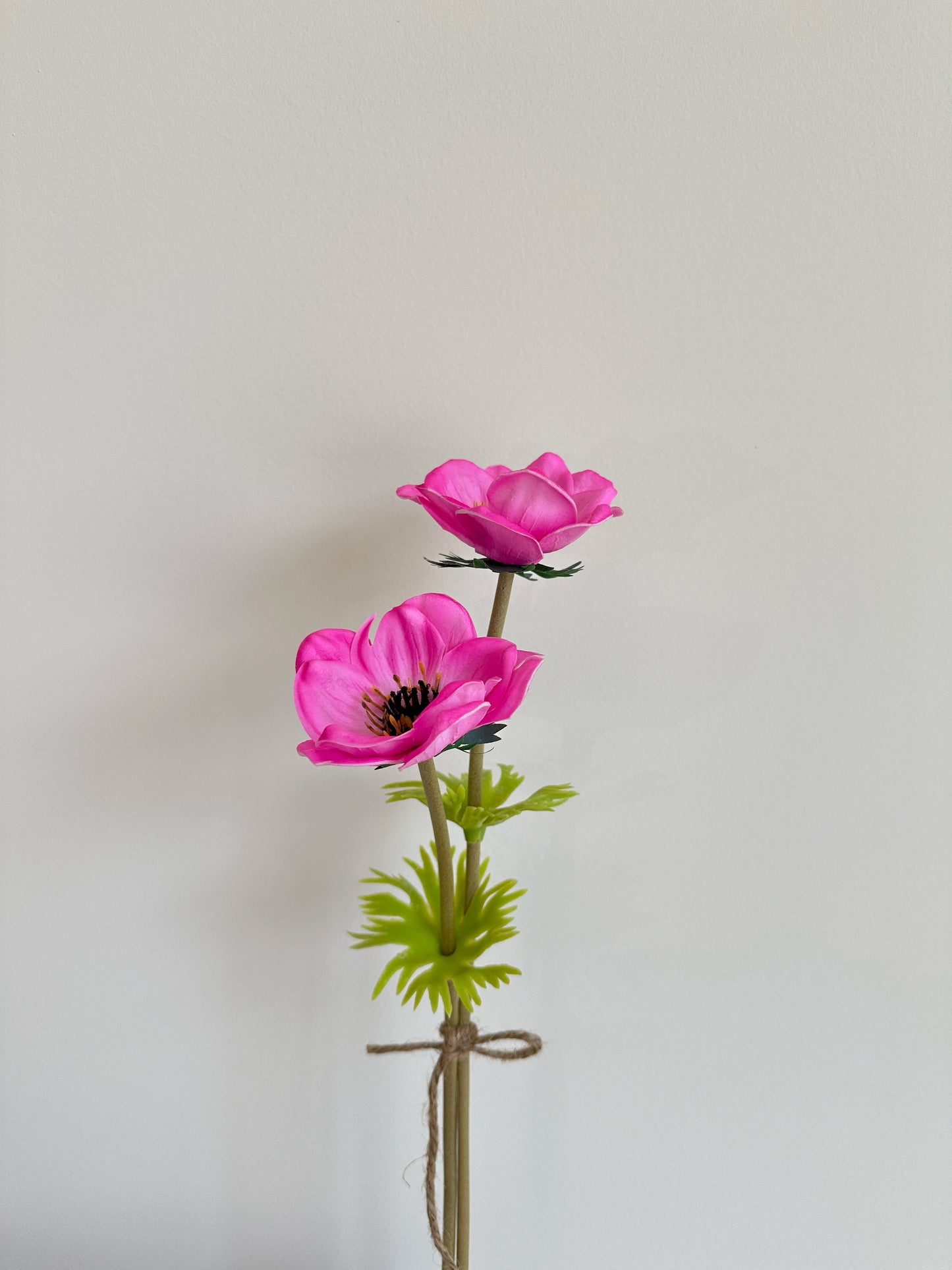 Anemone coronaria