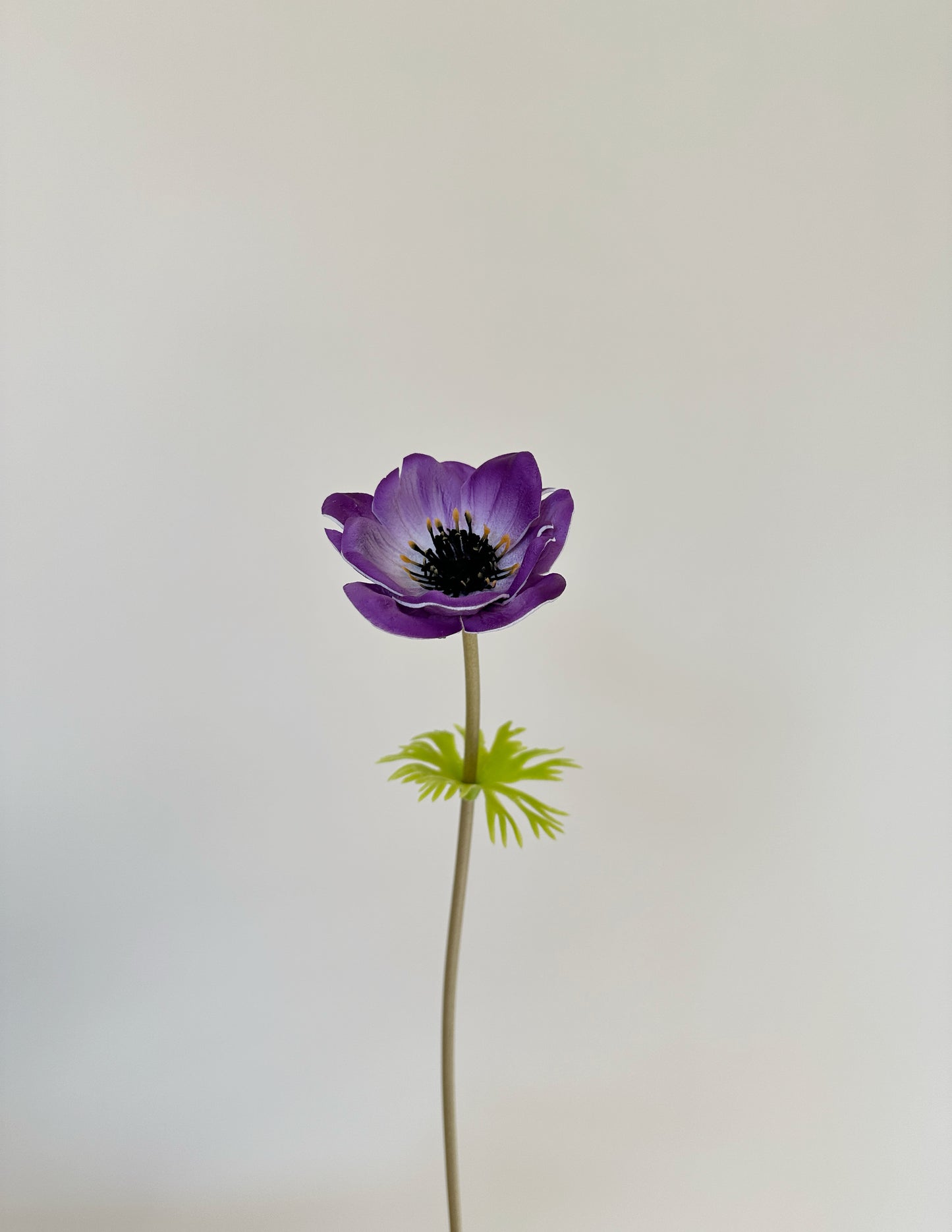 Anemone coronaria