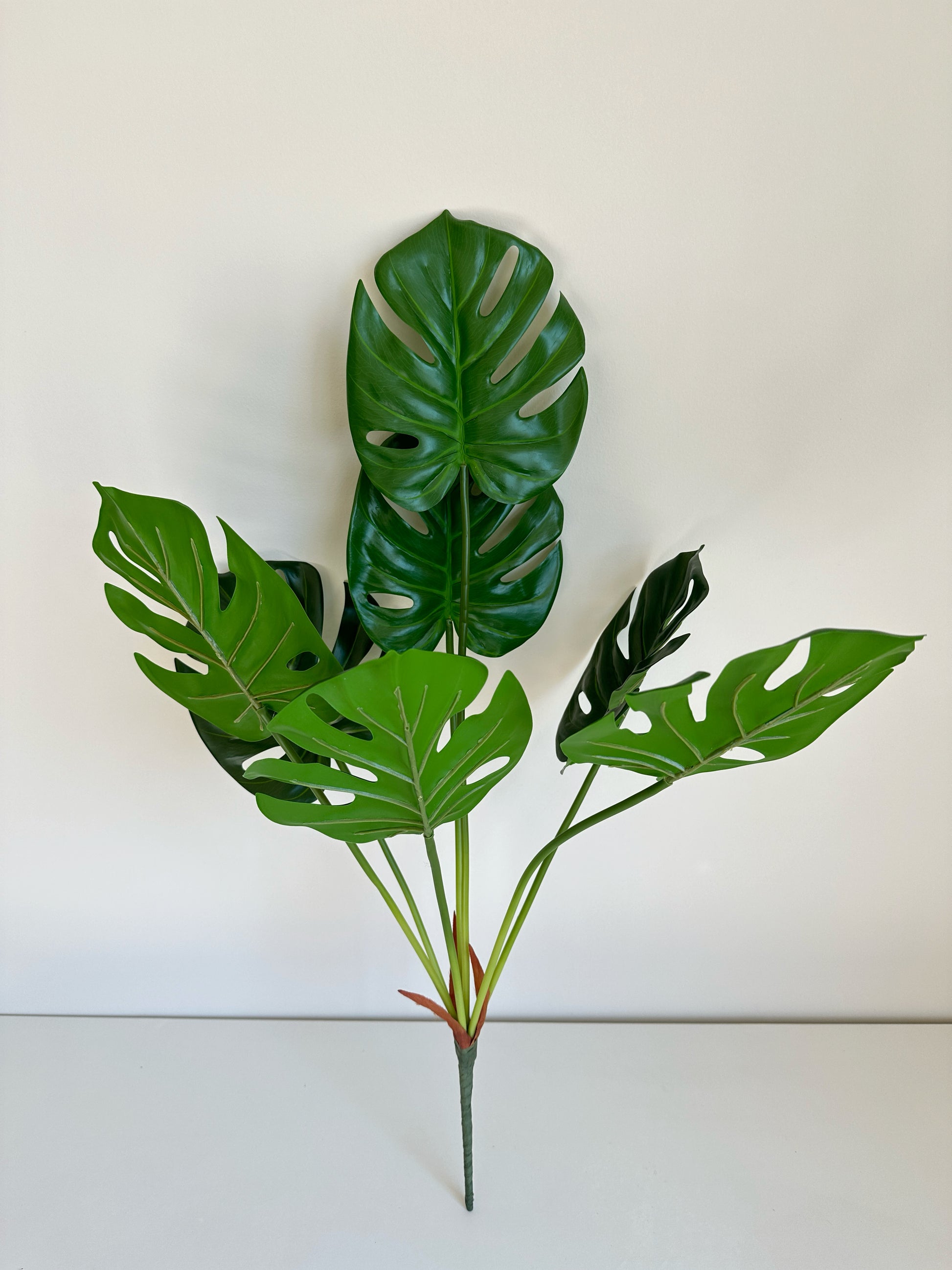 Monstera plant (Swiss Cheese Plant)