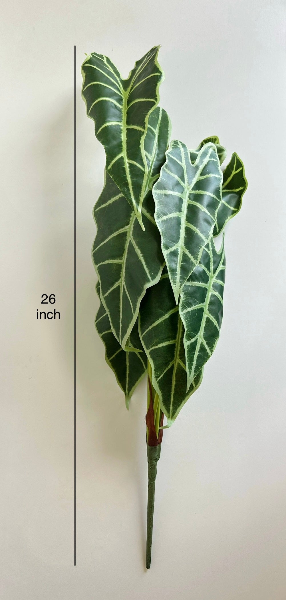 Alocasia Polly Leaf