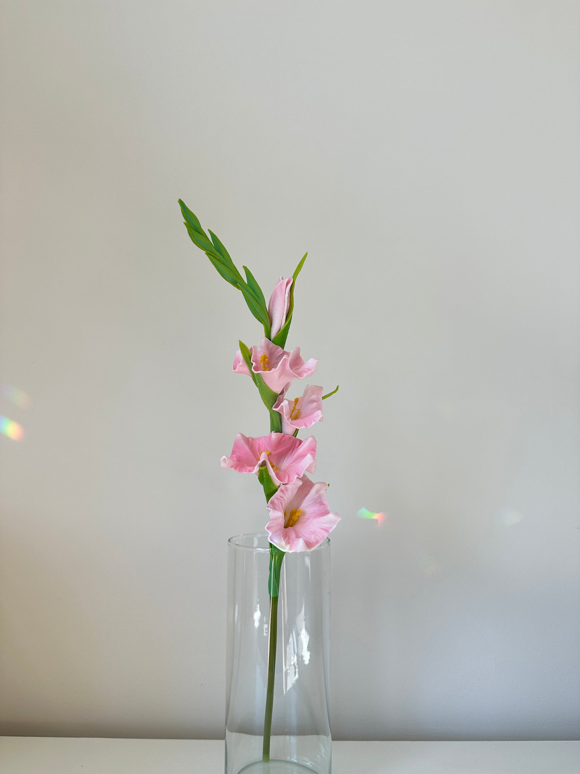 Gladiolus Flower (Sword Lily)