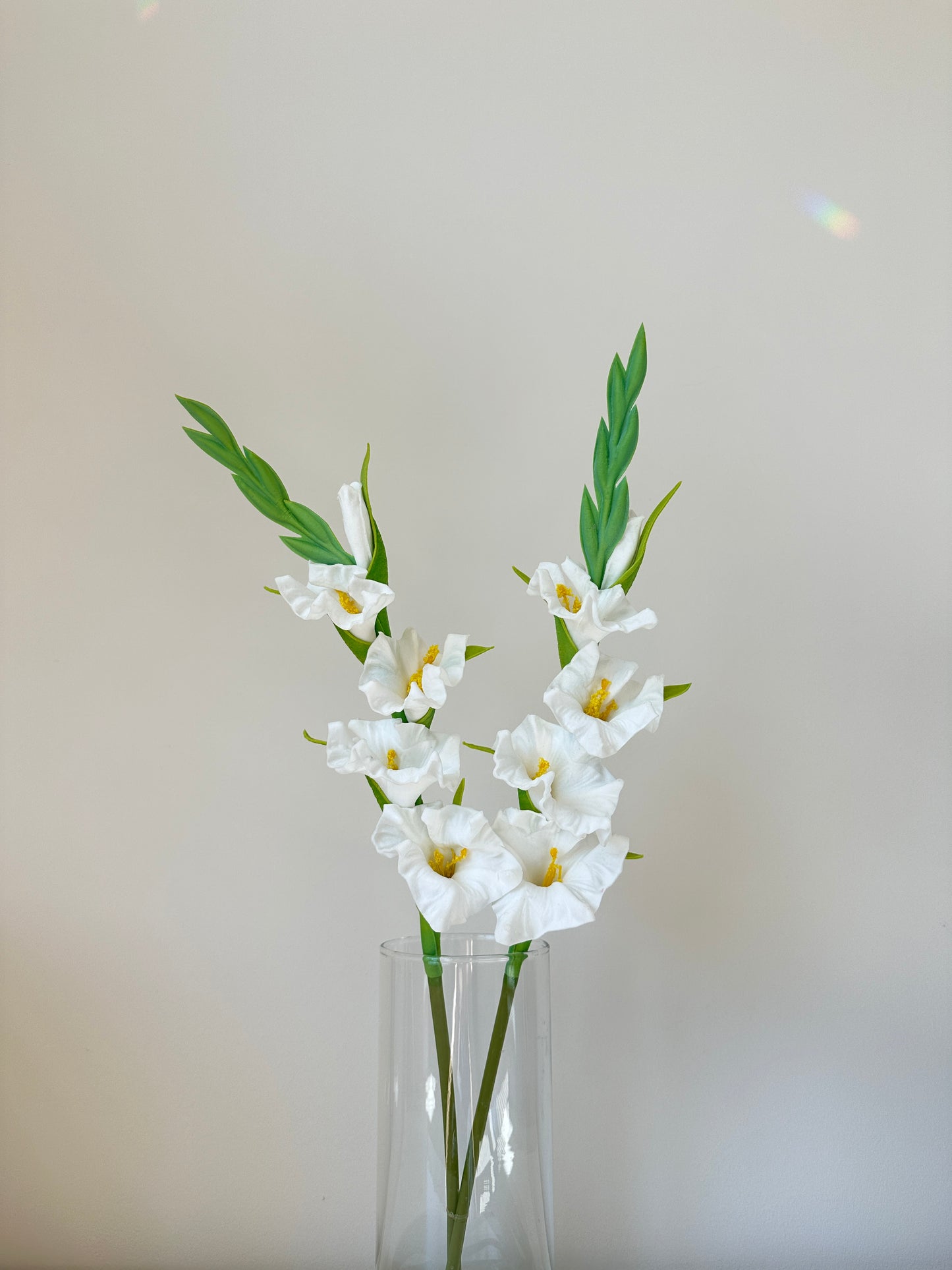 Gladiolus Flower (Sword Lily)