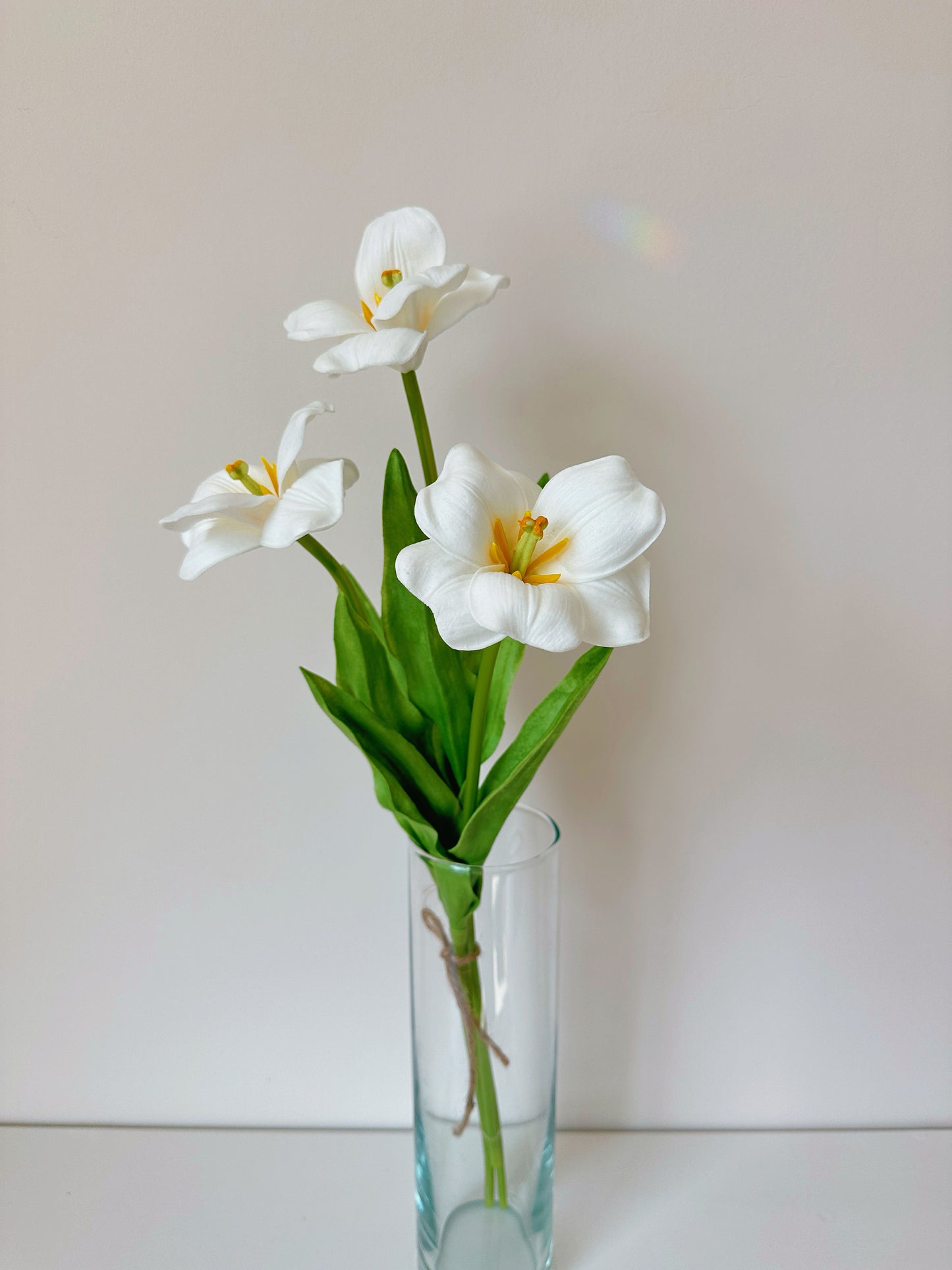 Tulip With Wide Opened Petals