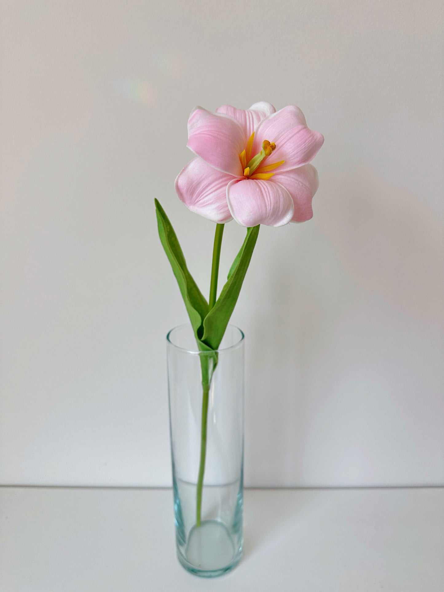 Tulip With Wide Opened Petals