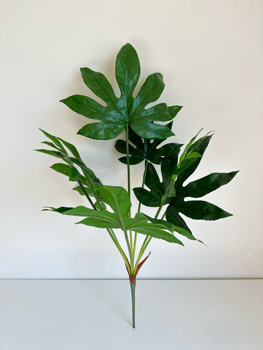 Fatsia japonica (Castor Oil Plant)