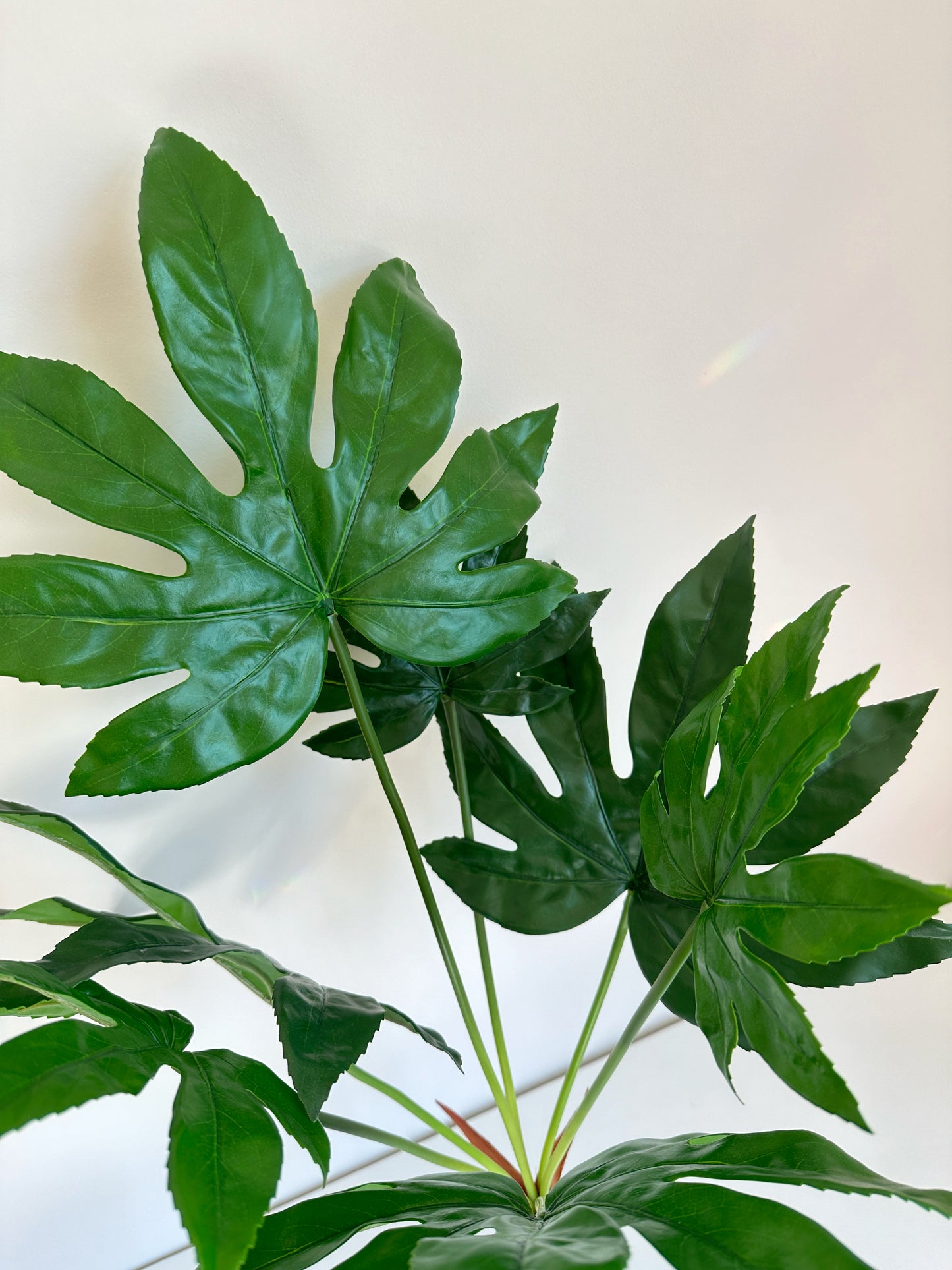 Fatsia japonica (Castor Oil Plant)