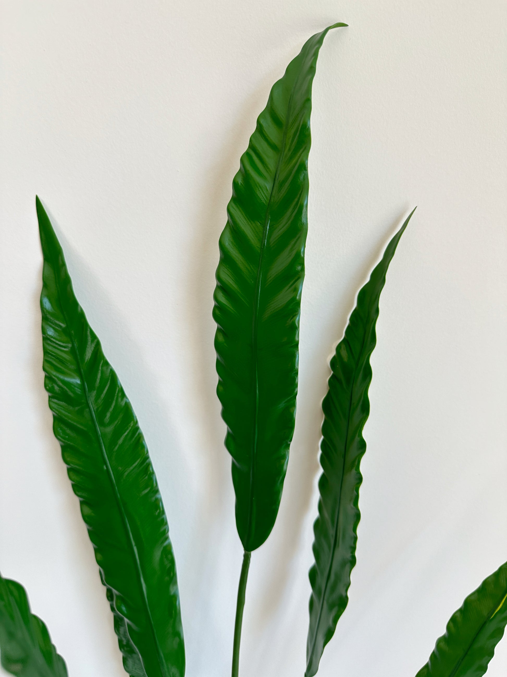 Bird’s Nest Fern