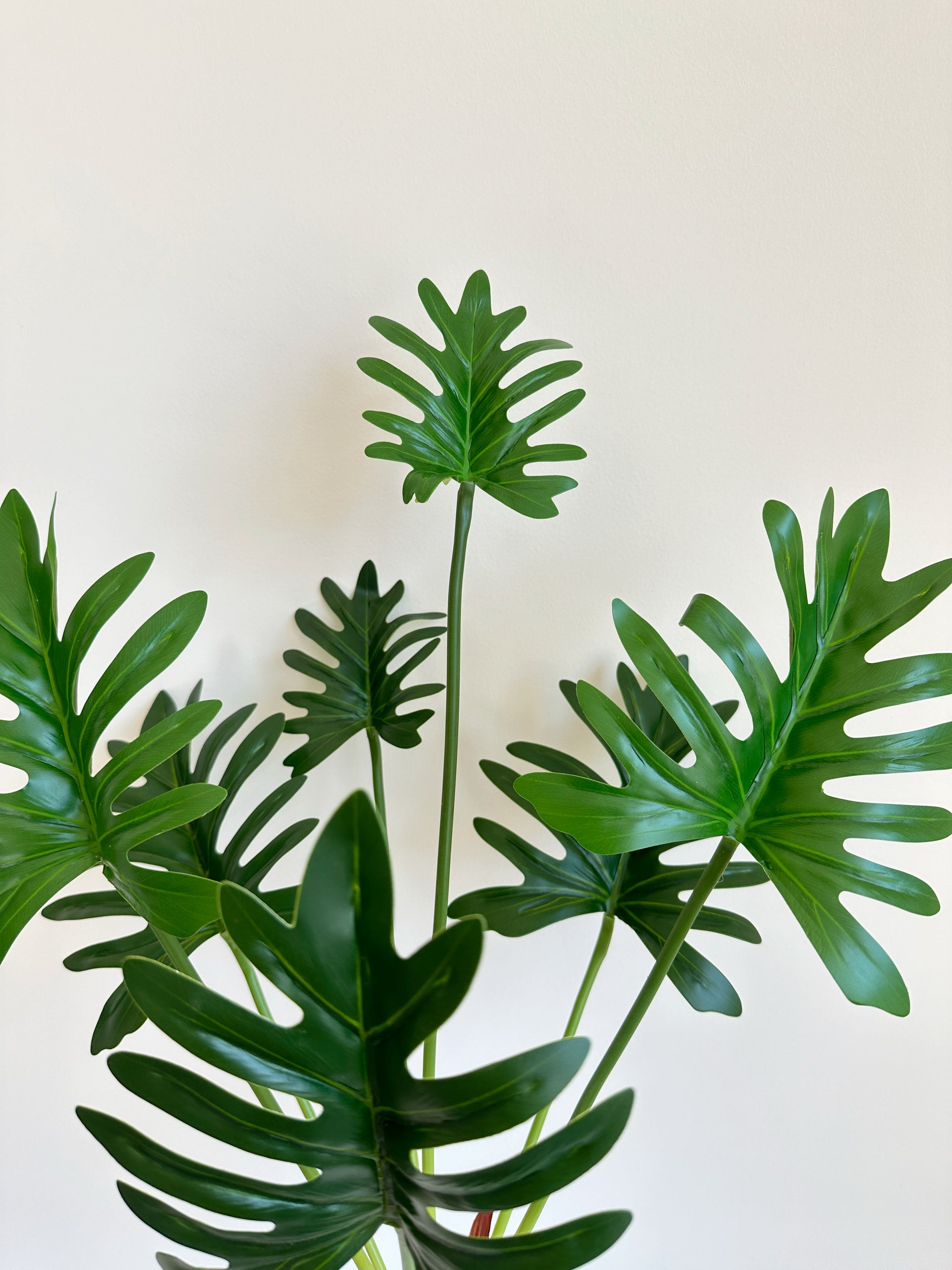 split leaf philodendron where to buy Split Leaf Philodendron – The Floral Wave