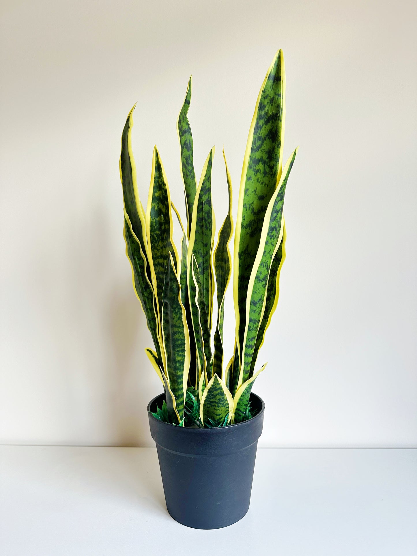 Snake Plant