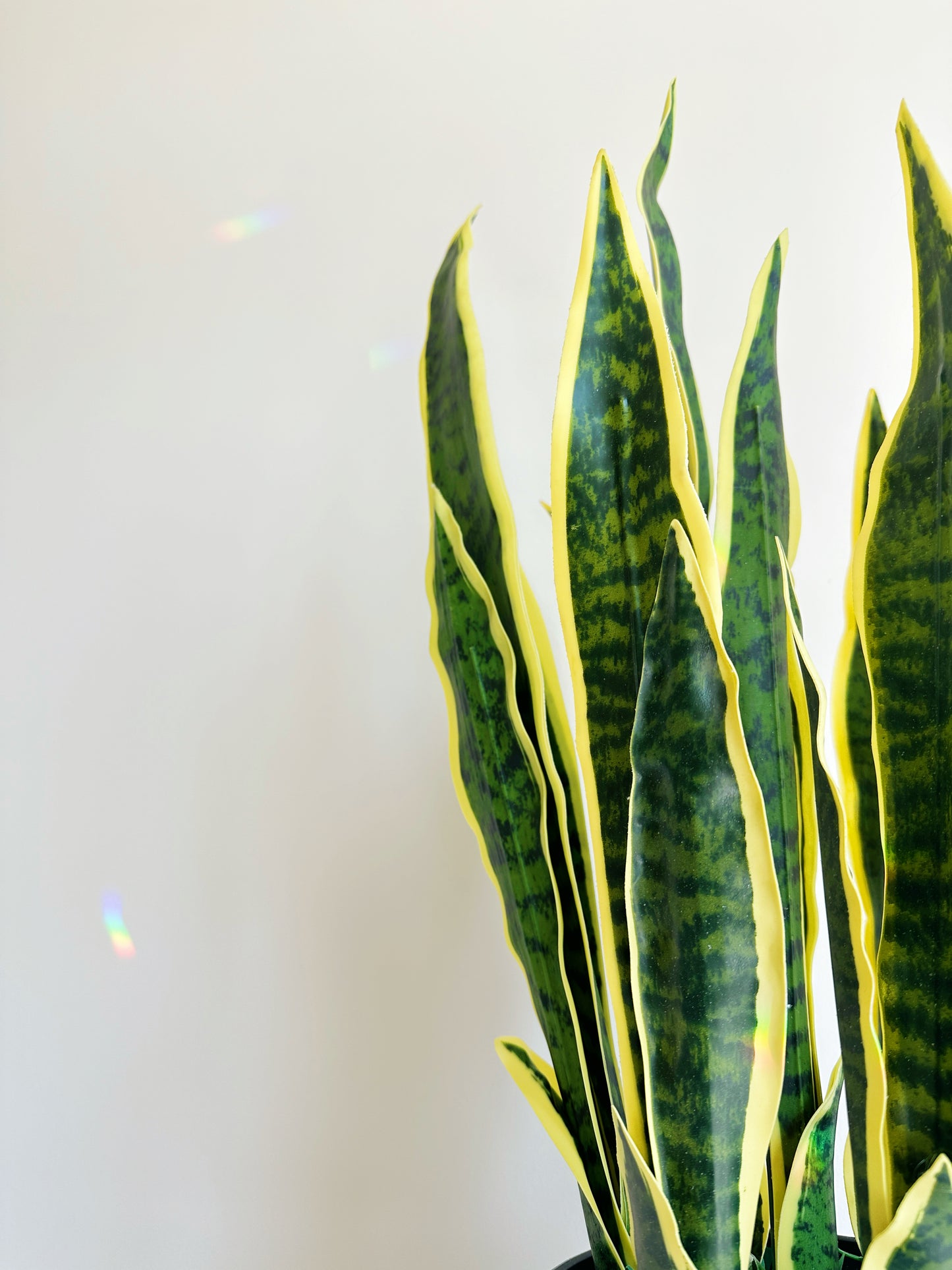 Sansevieria (Mother-in-law's Tongue)